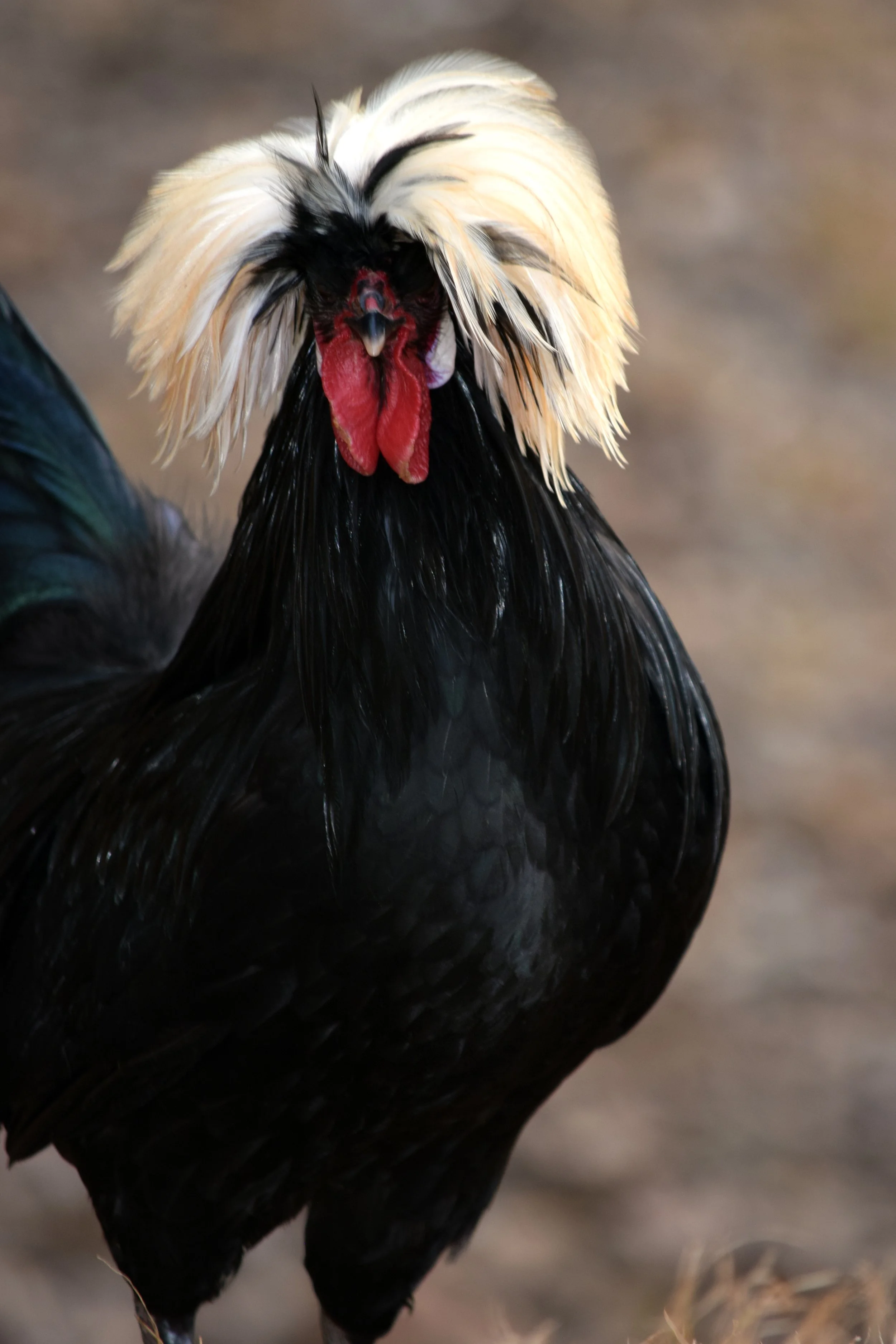 Rodney the Rooster 2.jpg