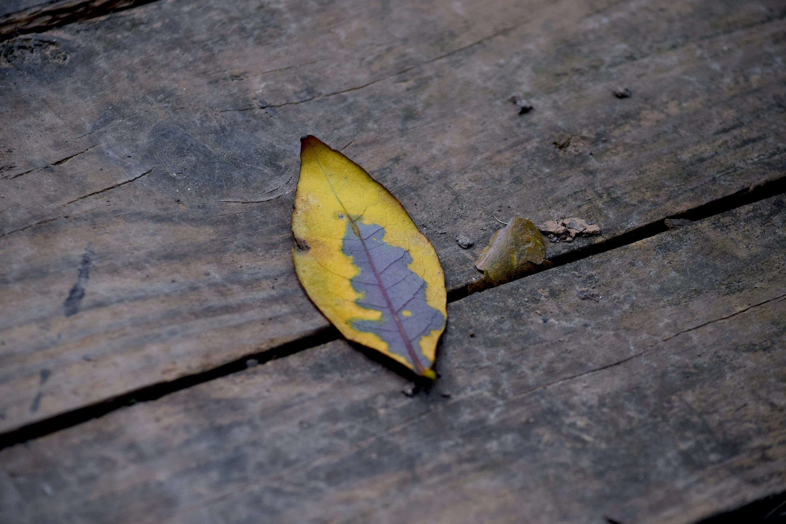 Chattahoochee Yellow Leaf.jpg
