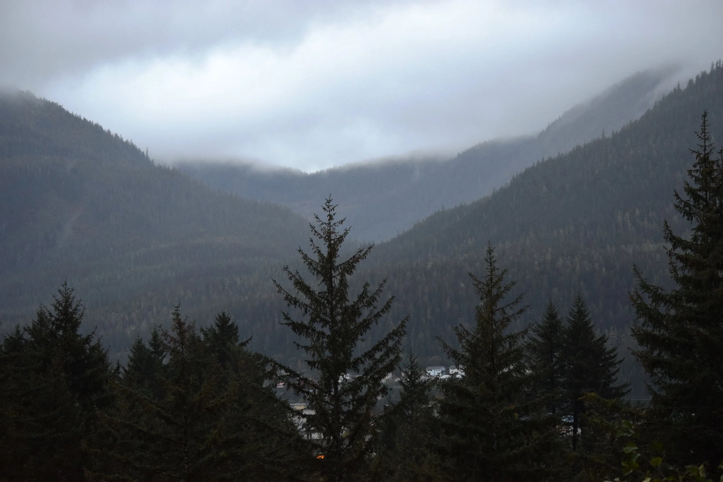 JN AK Foggy Trees.jpg