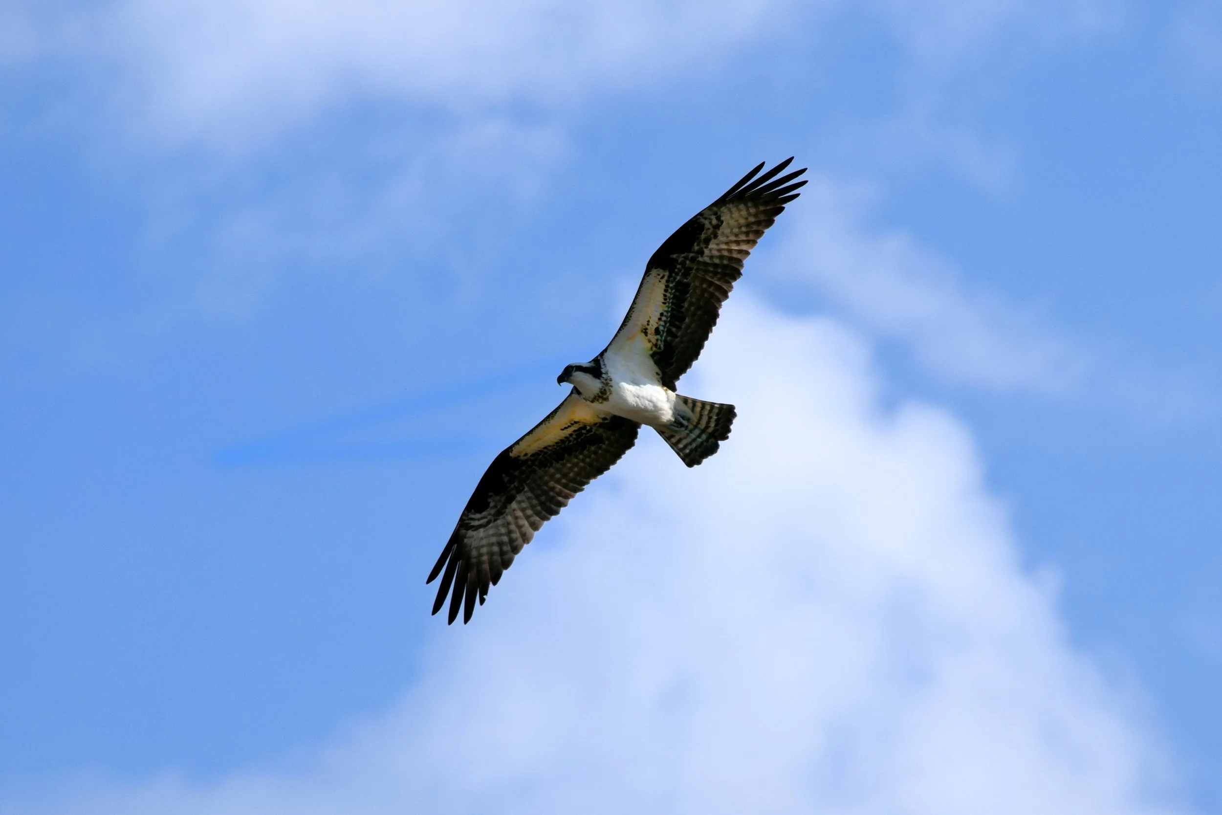 Osprey 2.jpg