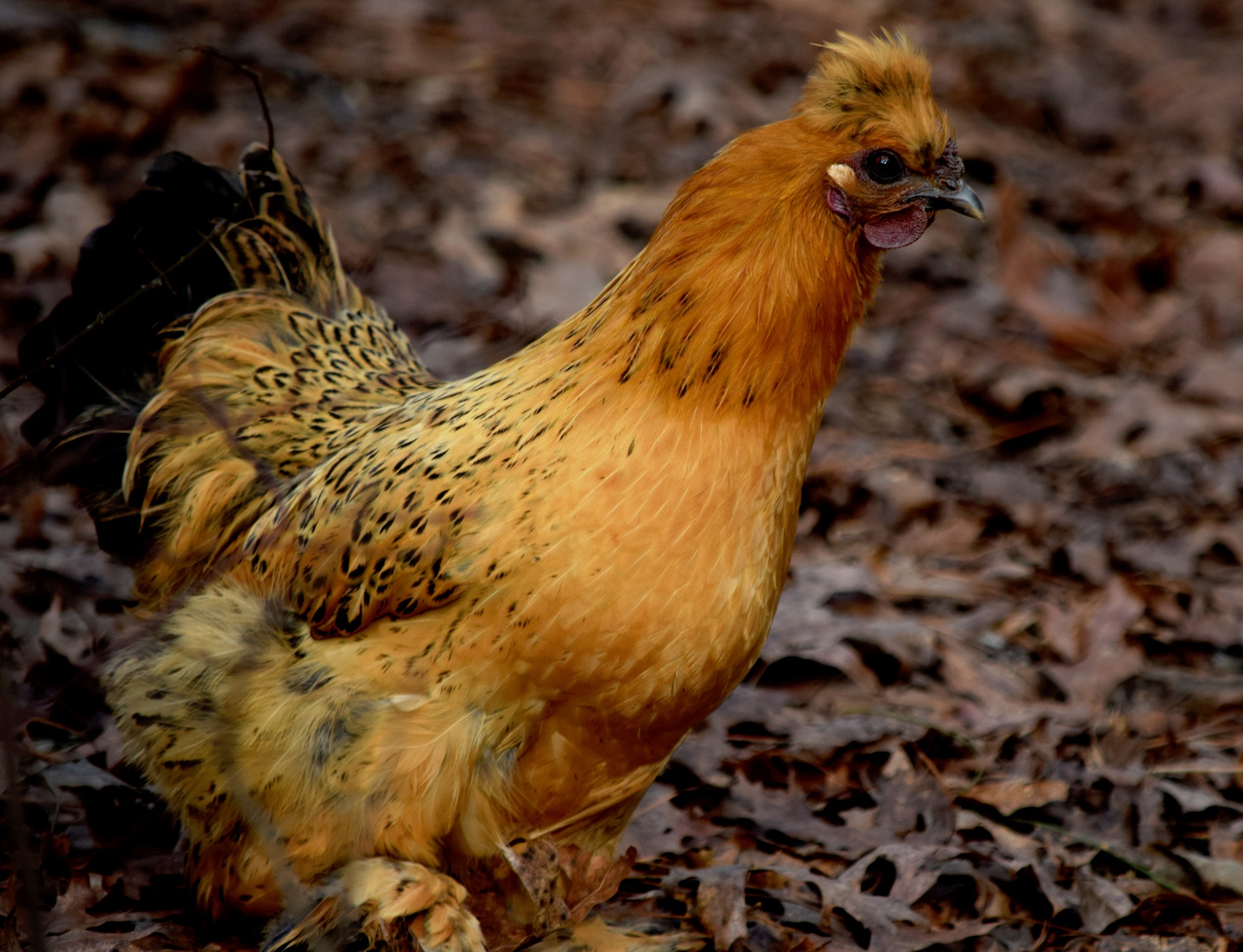 Golden Silky Chicken.jpg