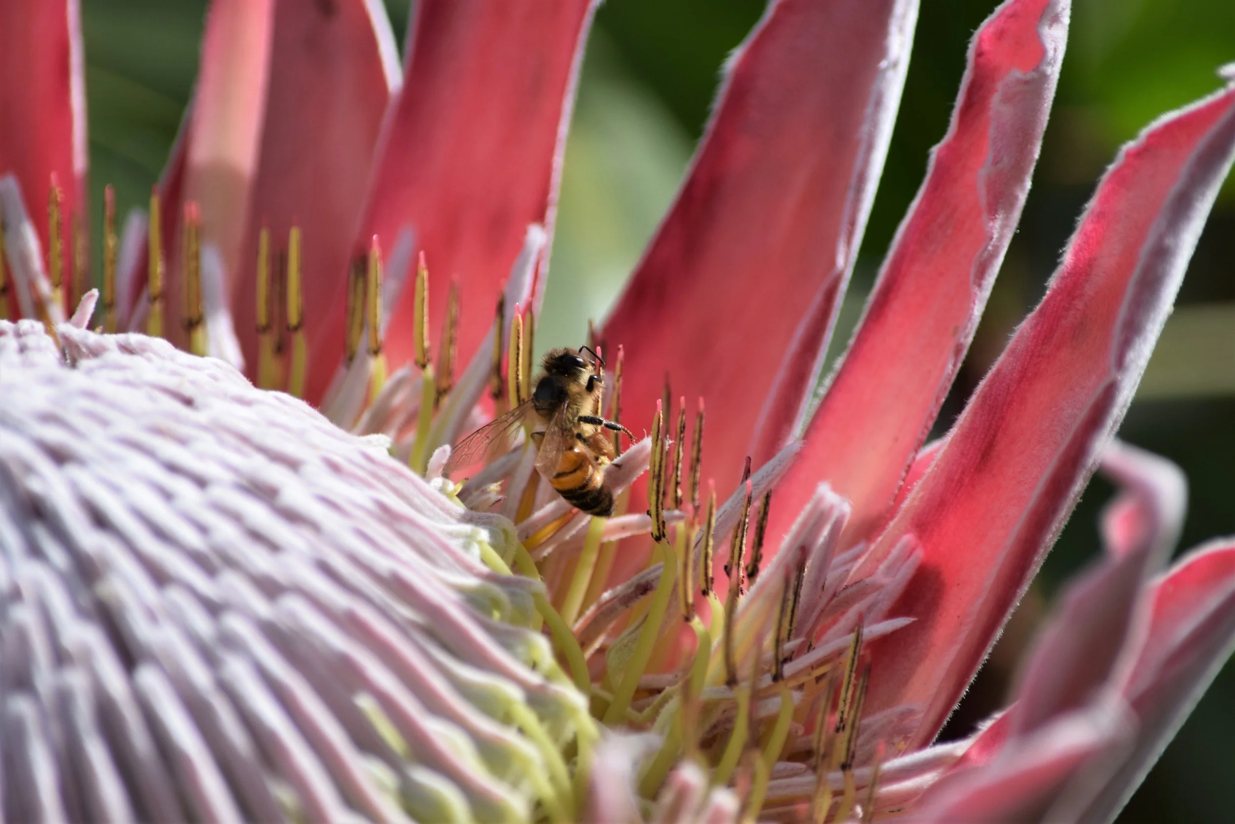 Hawaii Bee on Pink Flower.JPG
