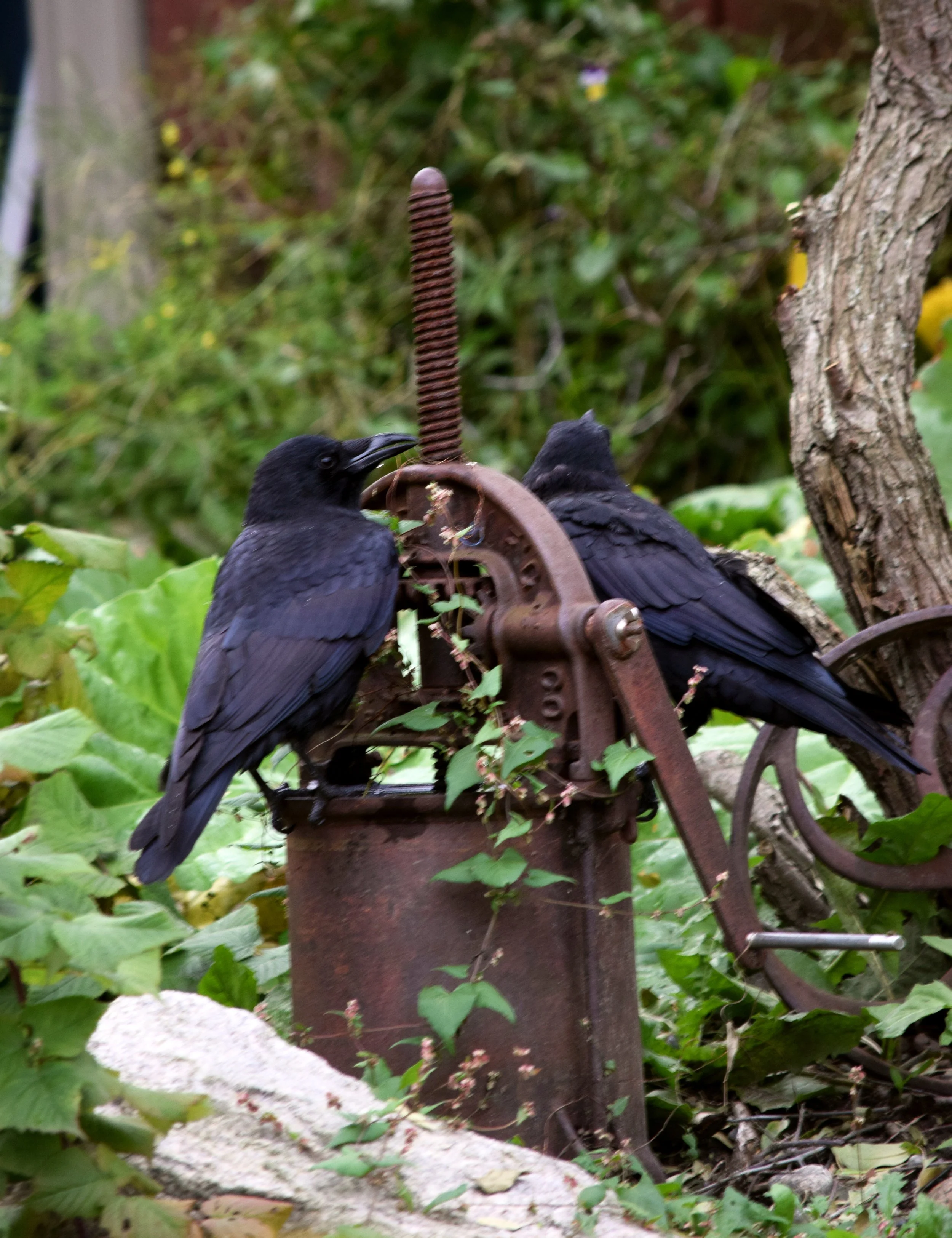 SKWY AK Blue Black Birds.jpg
