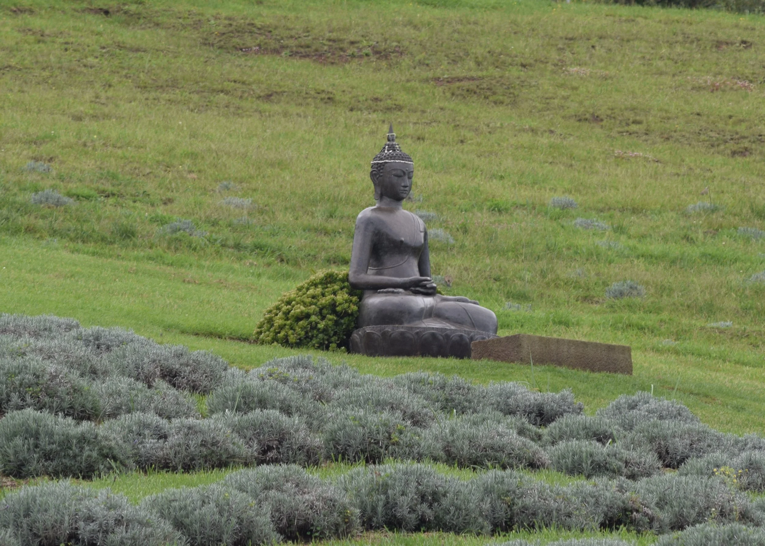 Hawaii Lavender Farm .jpg