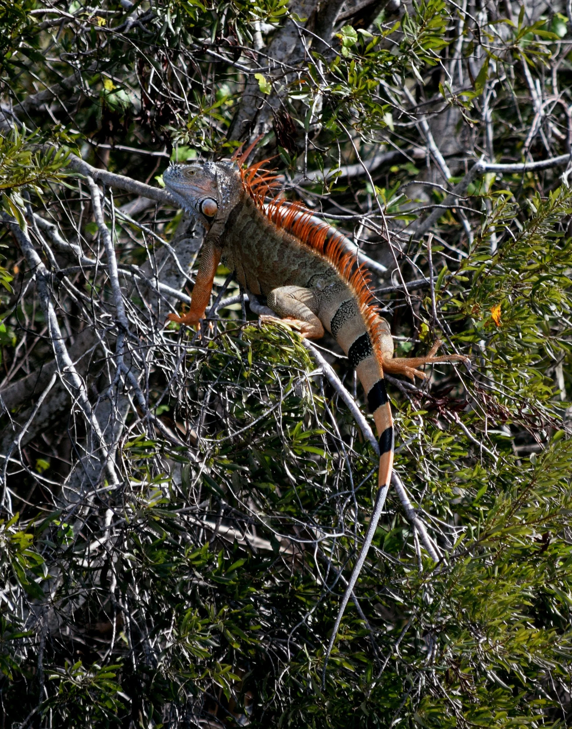 processed_Iguana.jpg