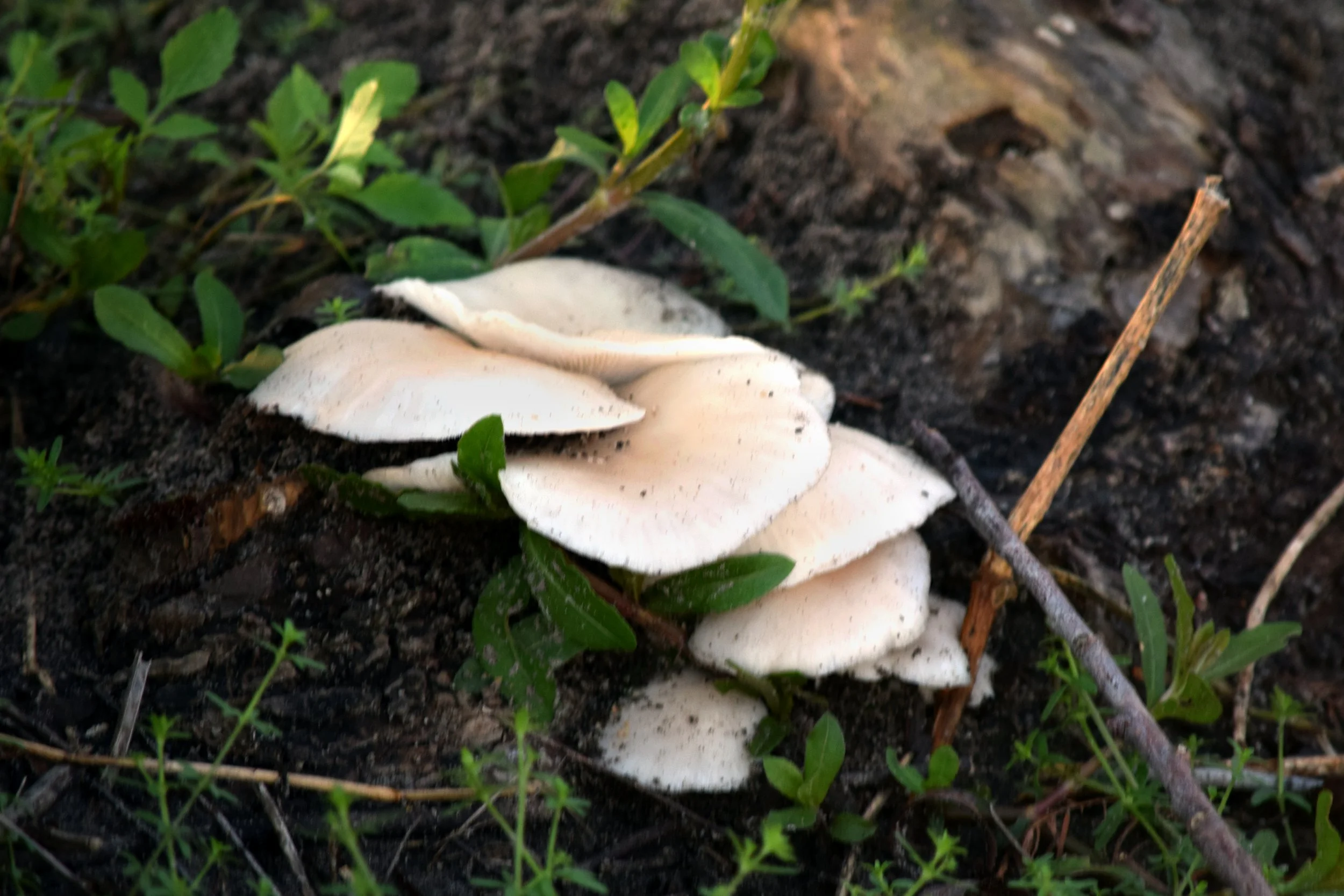 Mushrooms in the Morning.jpg