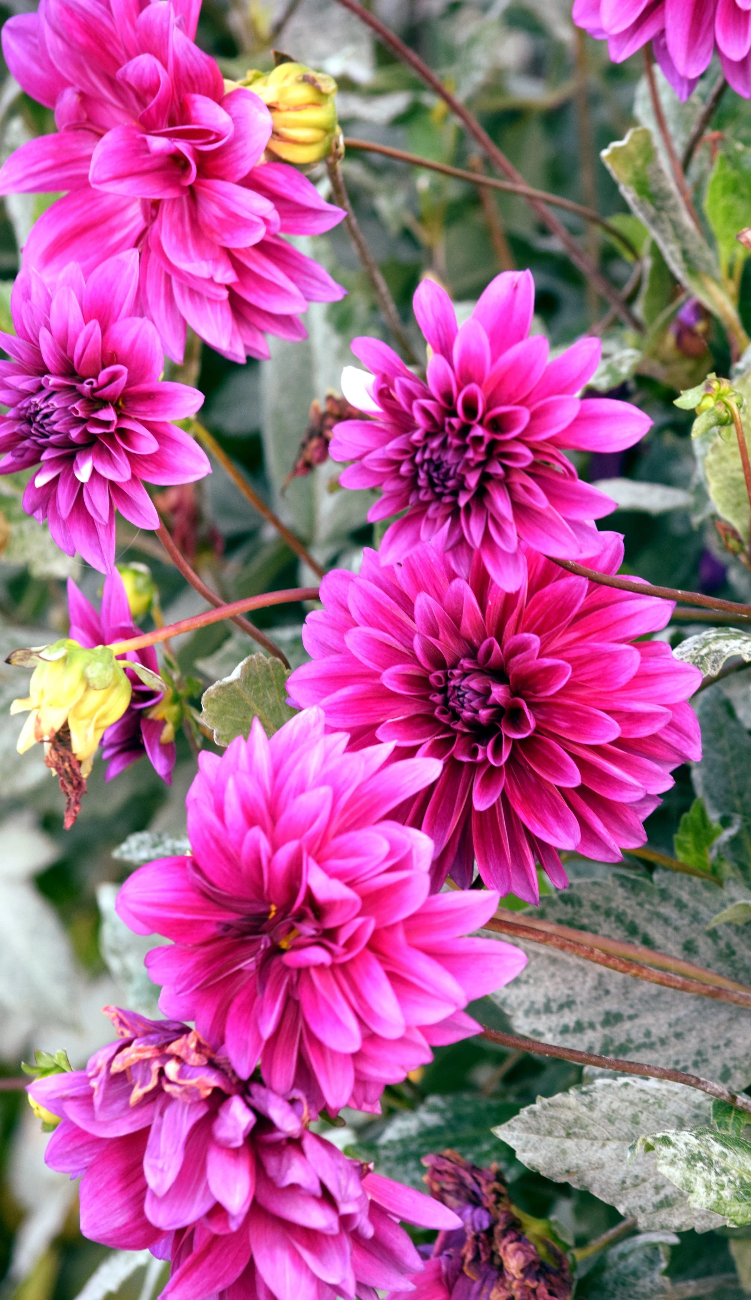 SA Pink Dahlia.jpg