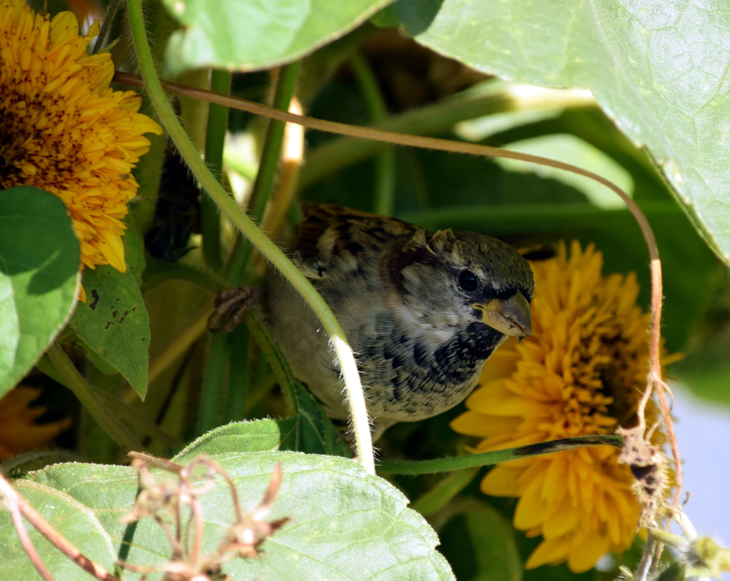 SA Birds in the Sunflowers.jpg