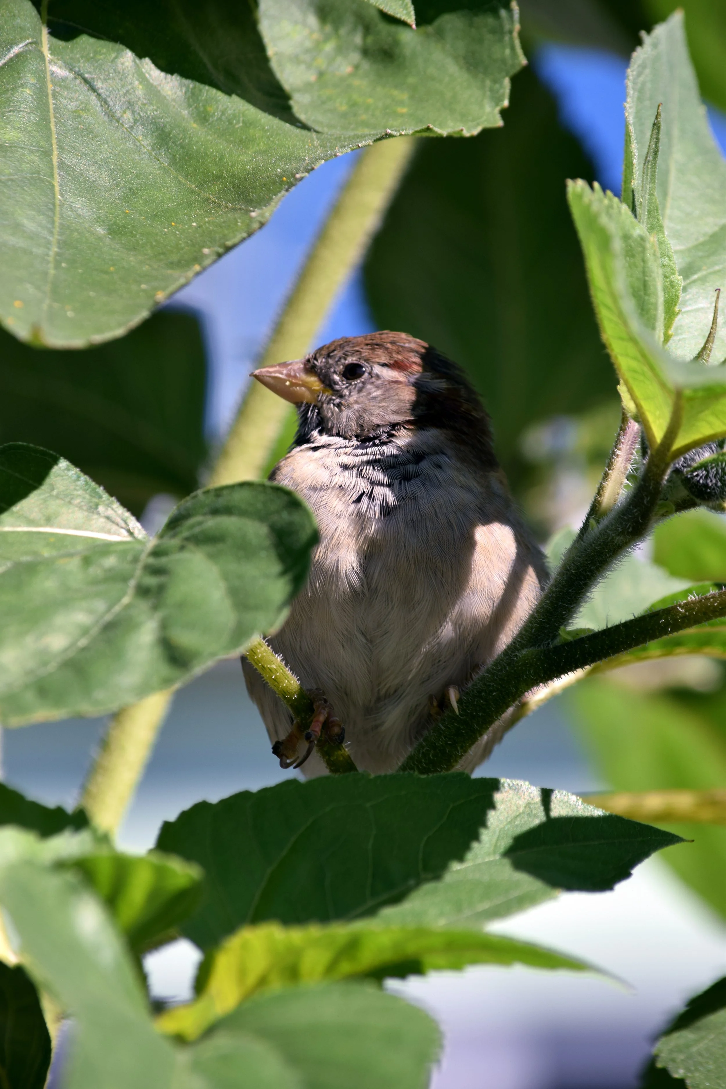 SA Birds.jpg