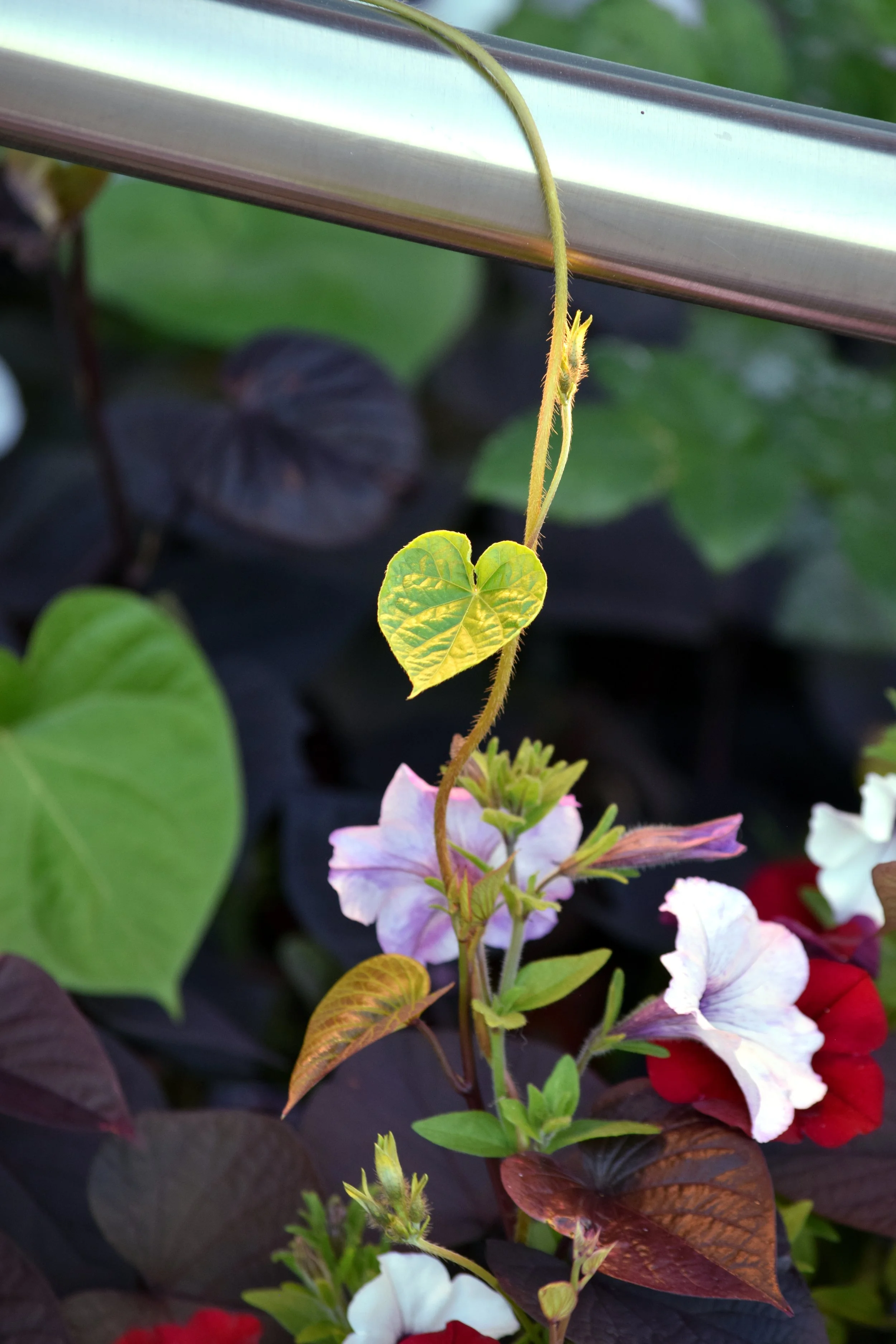 SA Morning Glory Heart.jpg