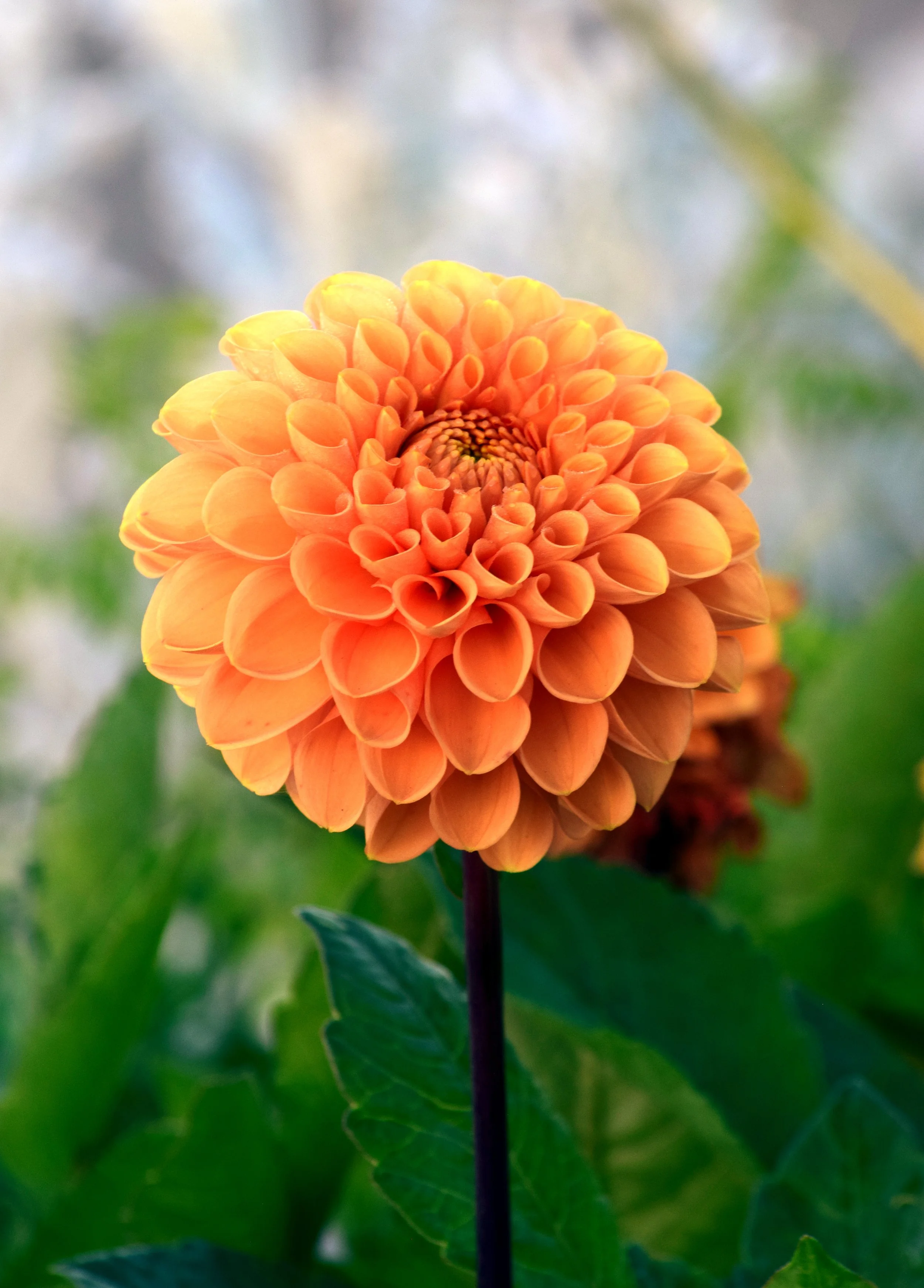 SA Orange Dahlia.jpg