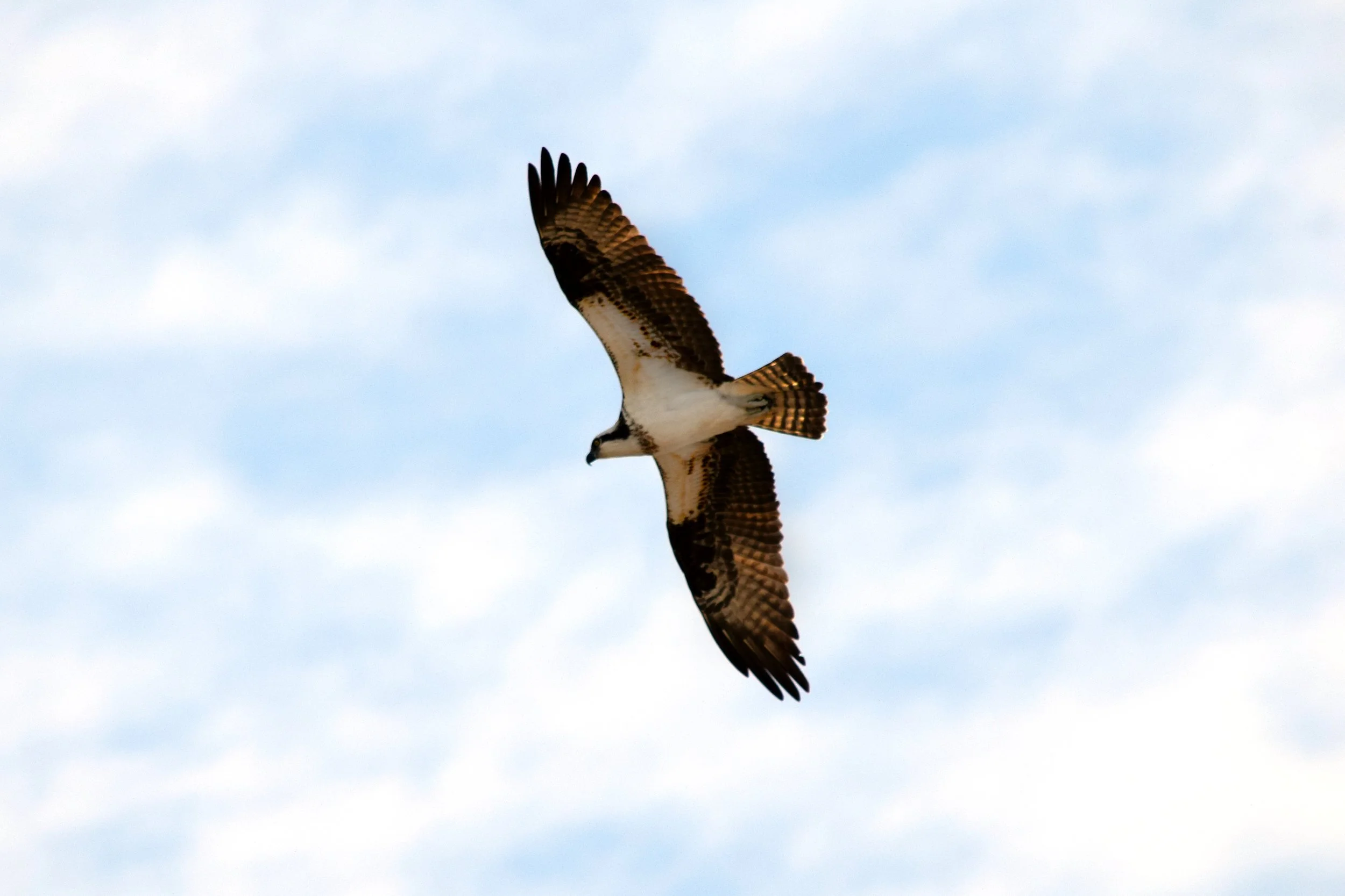 Osprey.jpg
