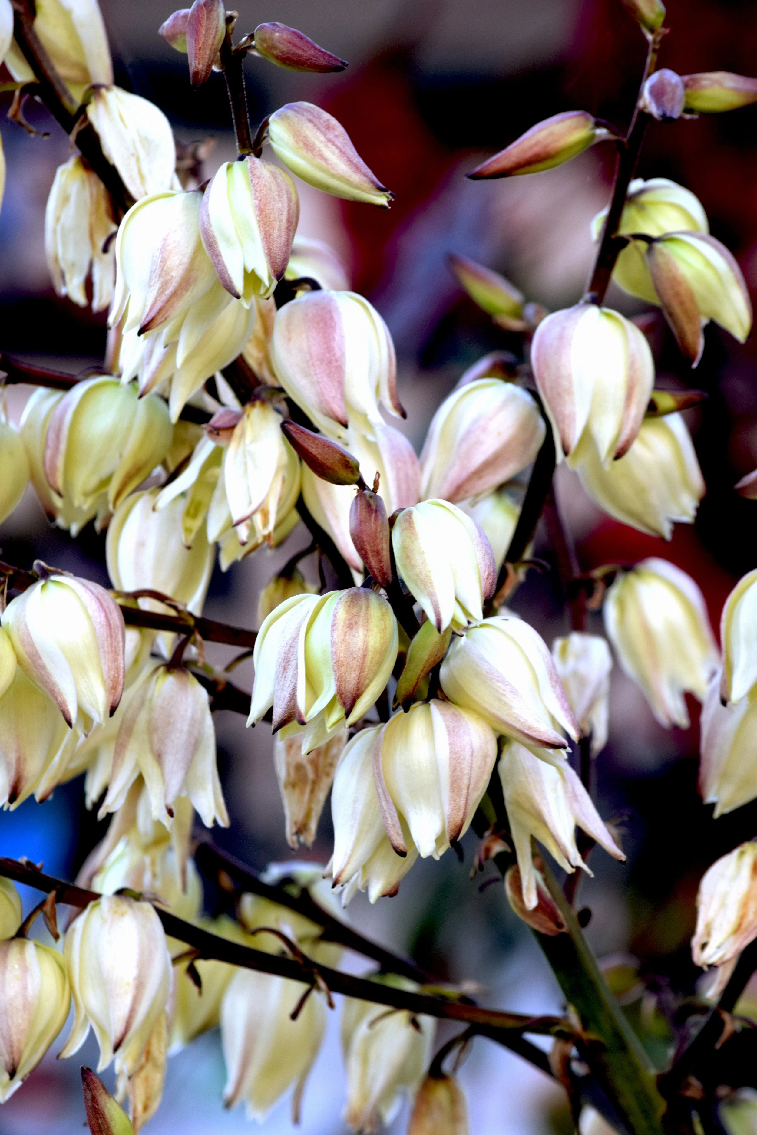 SA Yucca rupicola.jpg