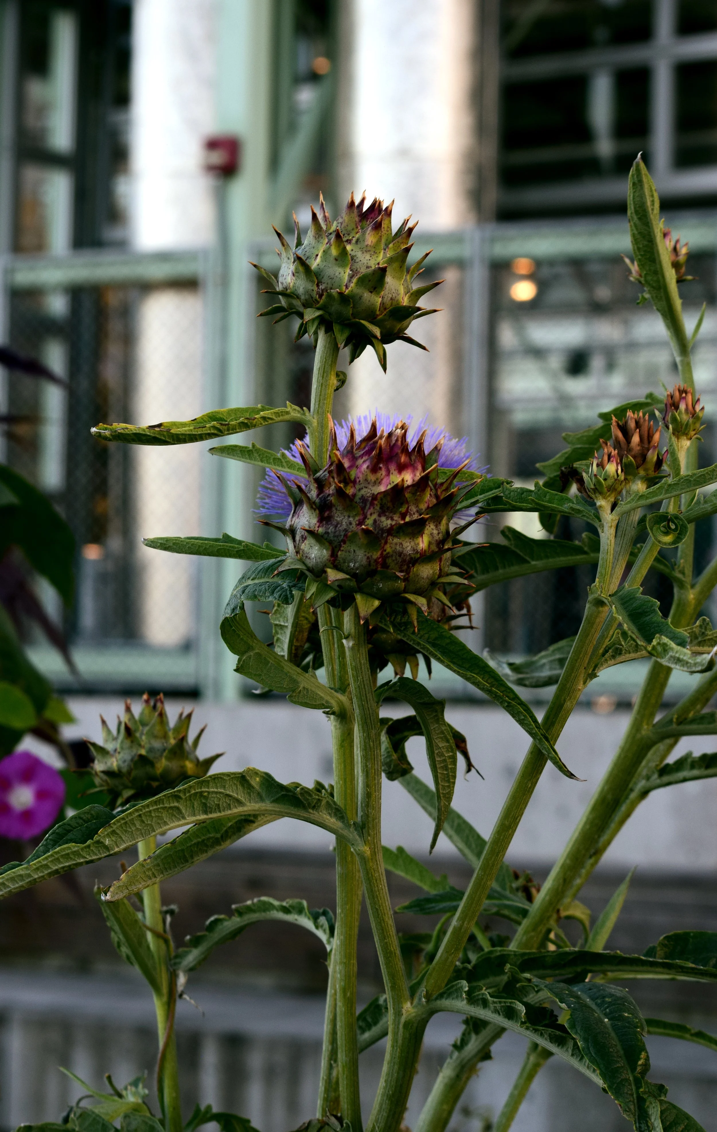 SA Cynara cardunculus 2.jpg