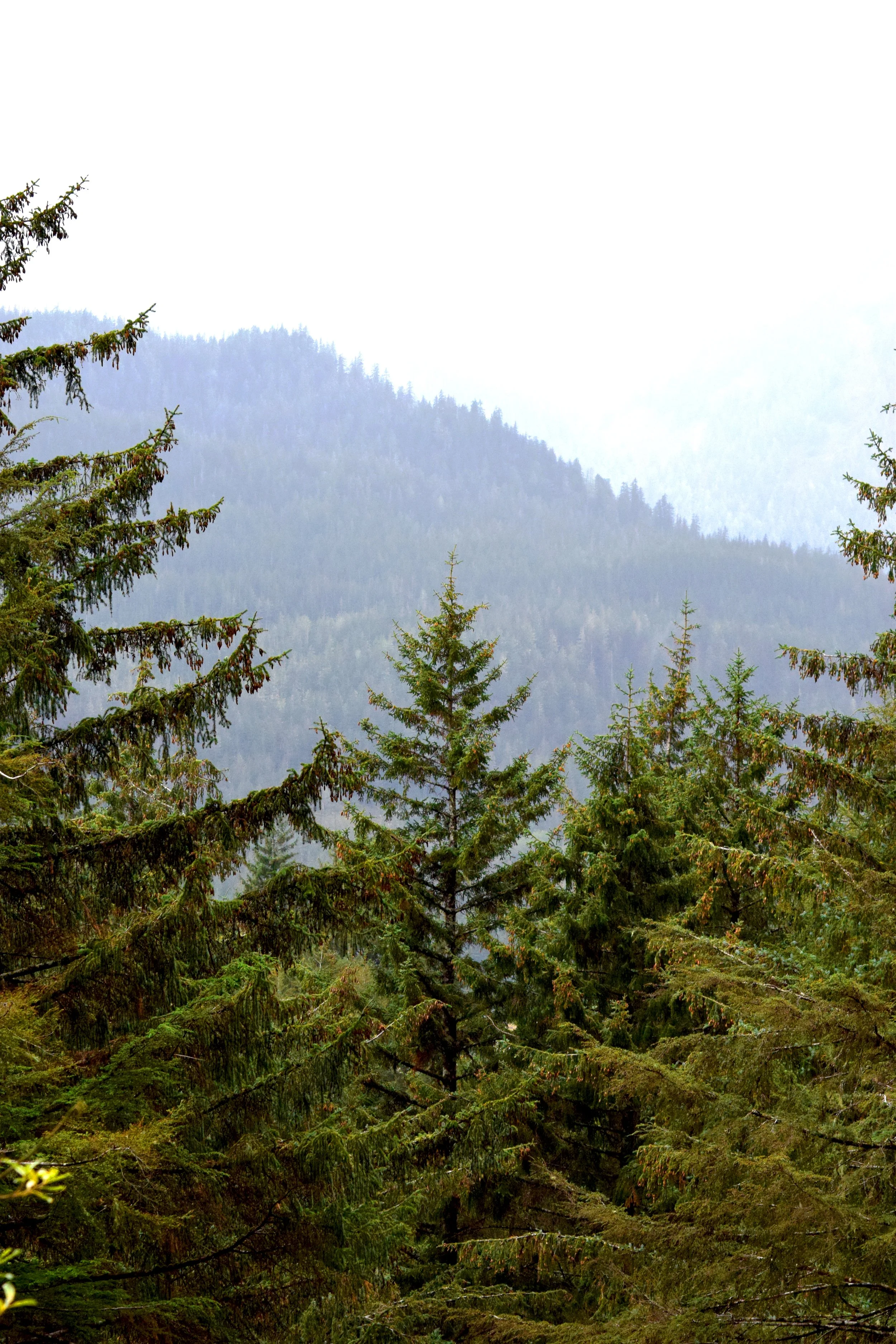 JK AK Trees.jpg