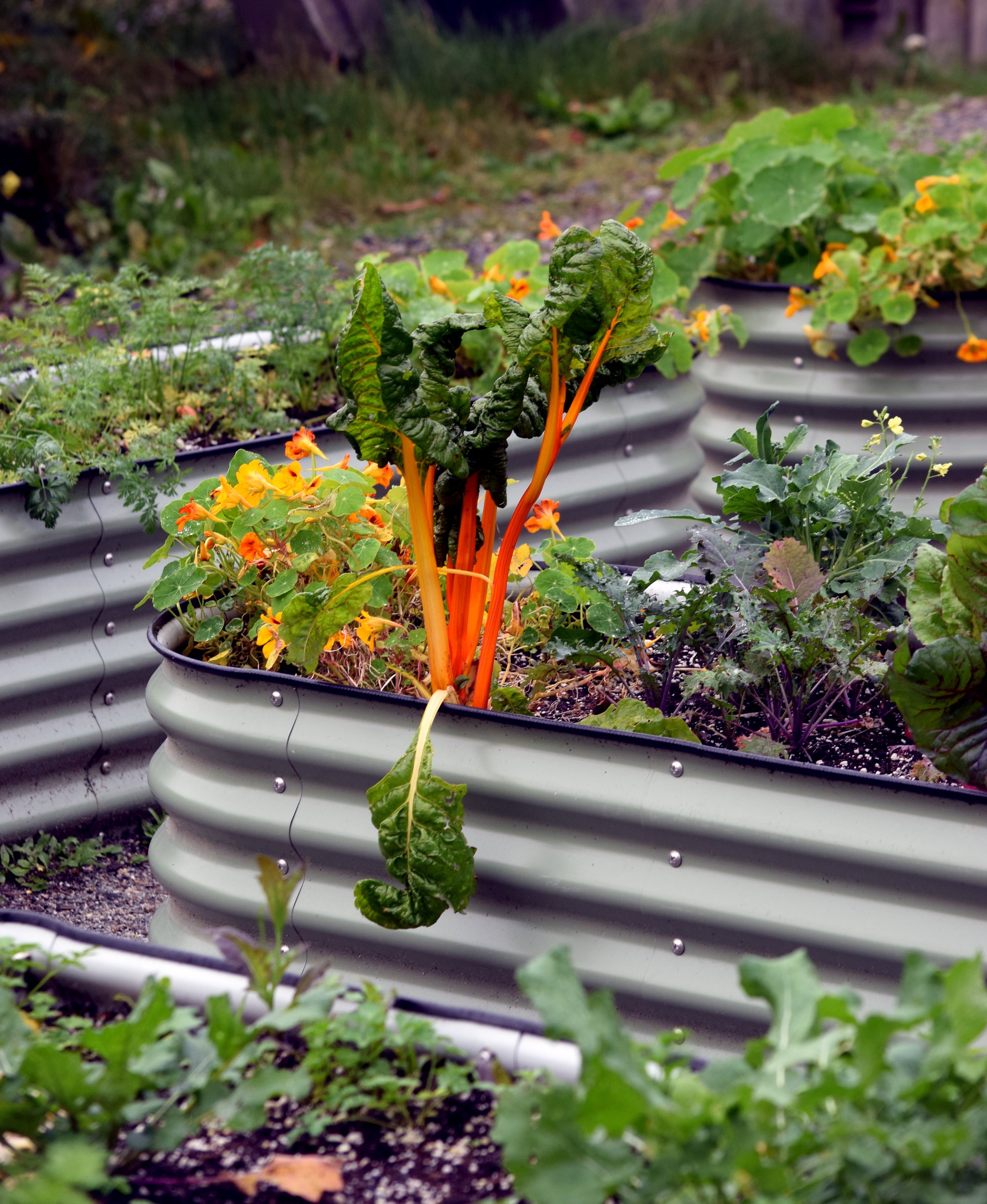 SKWY AK Garden at the Inn Swiss Chard.jpg