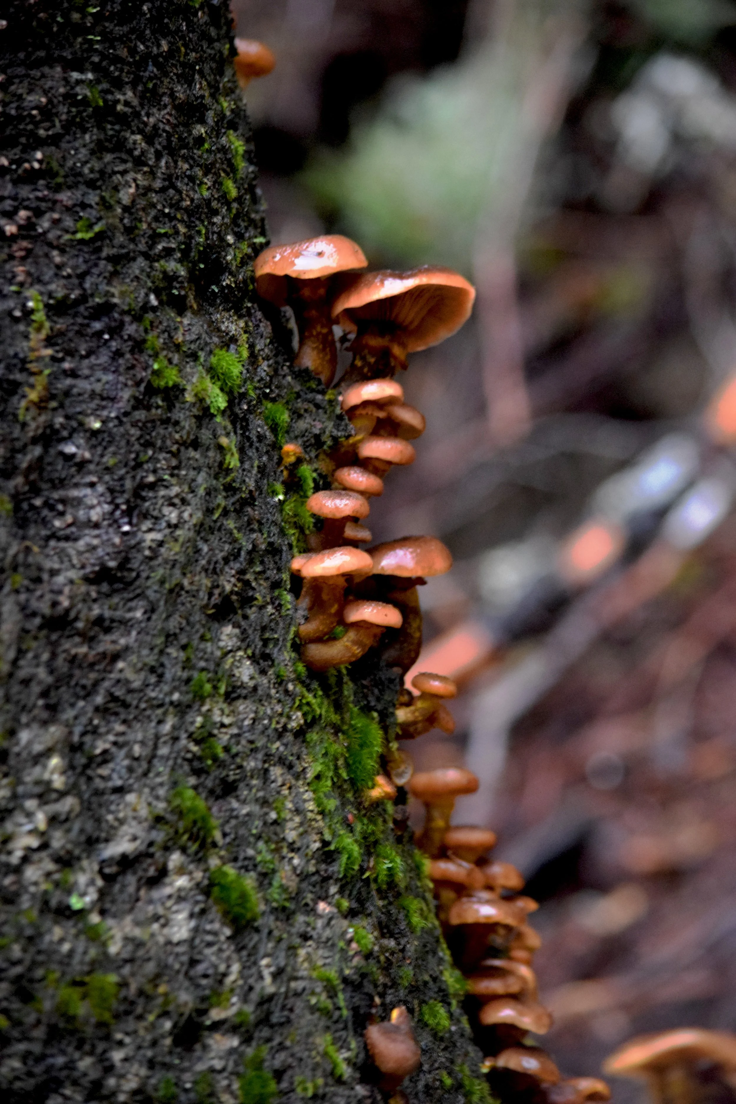 JN AK Mushrooms.jpg