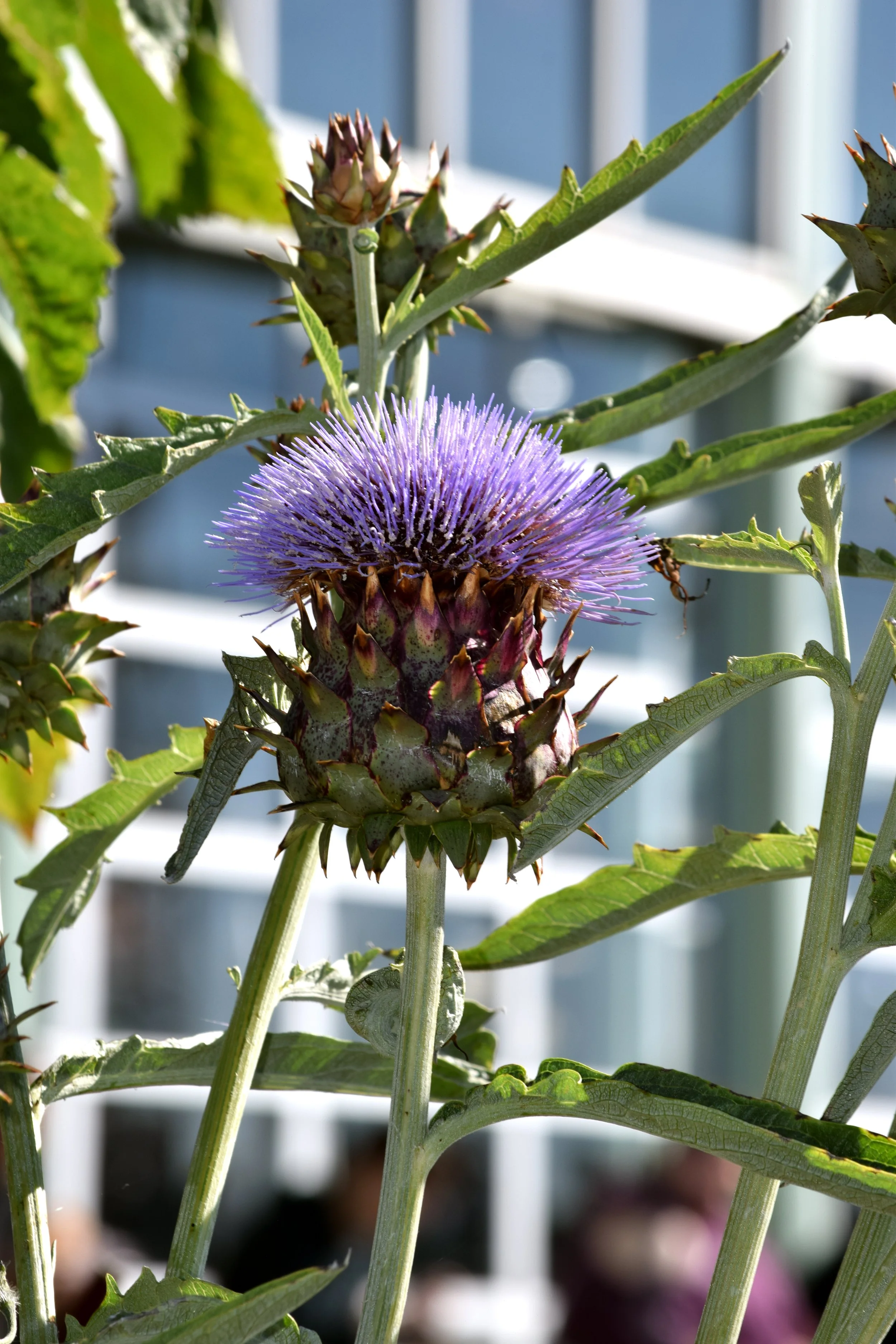 SA Cynara cardunculus 3.jpg