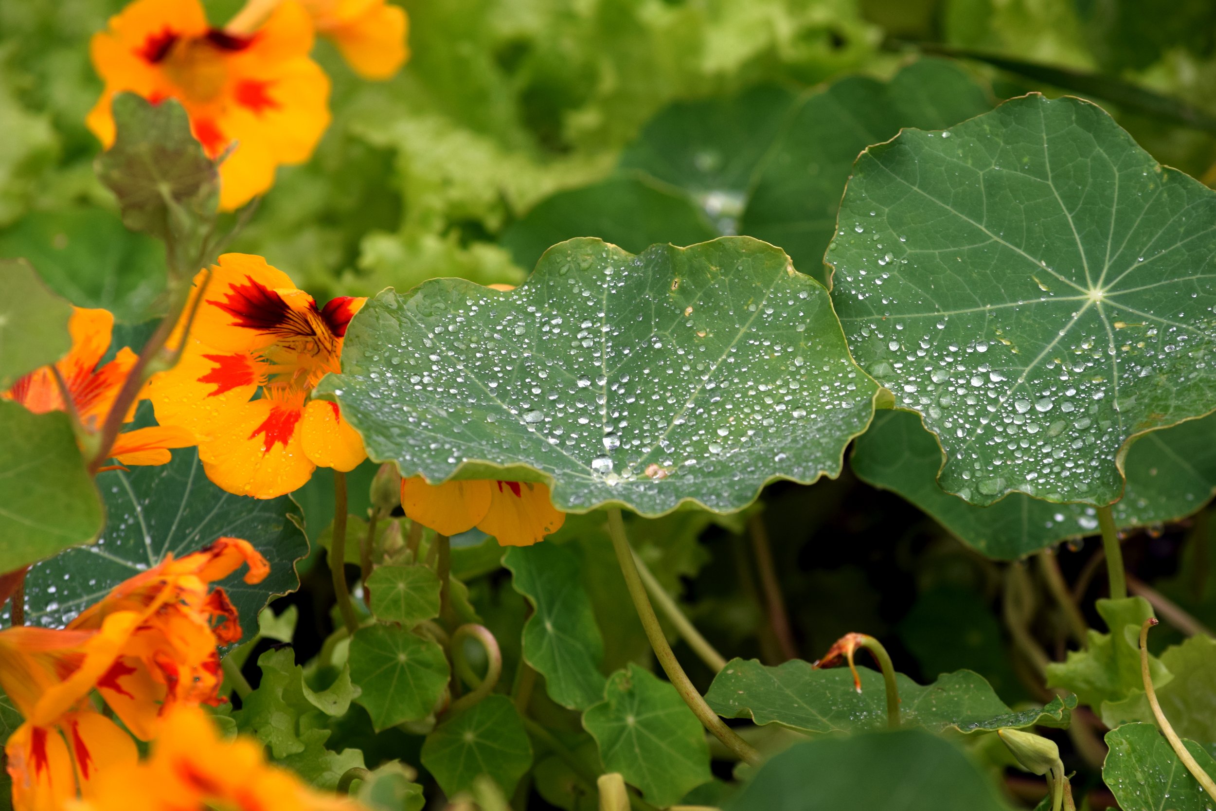 SKWY AK Nasturtium.jpg