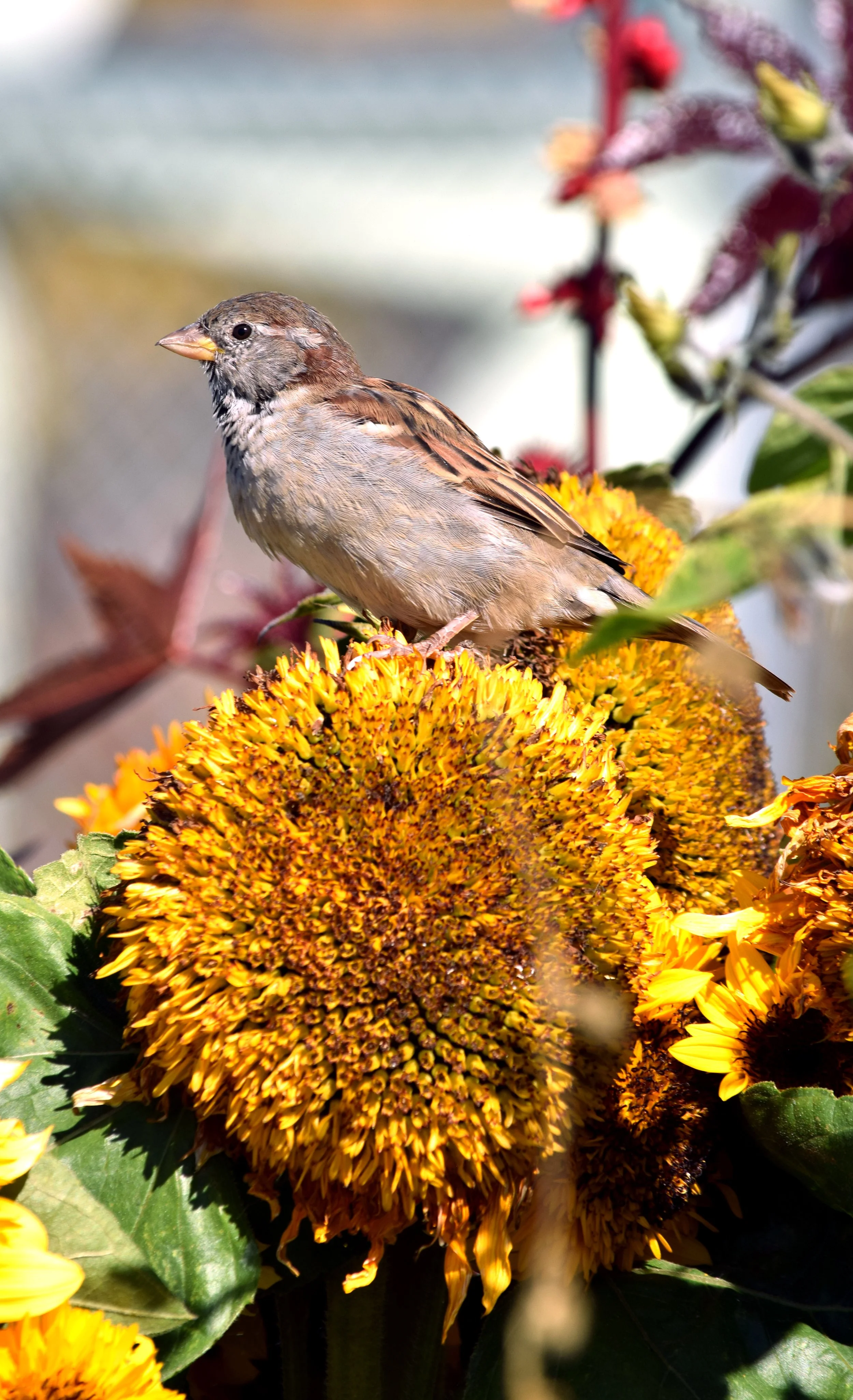SA Birds and Sunflowers.jpg