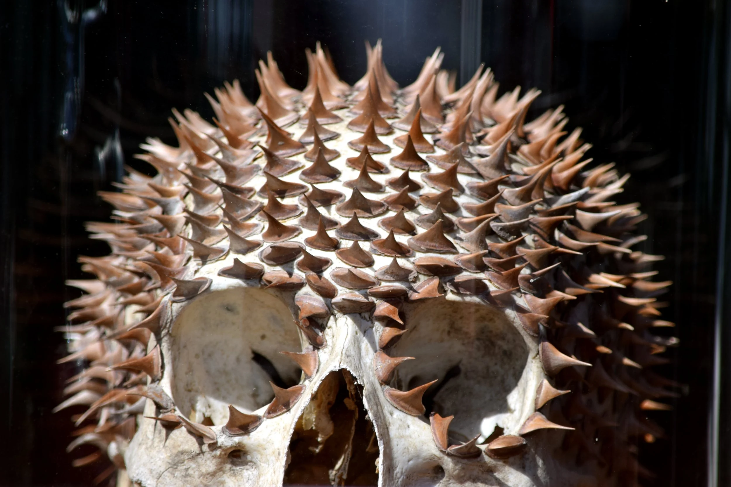 Skull.jpg