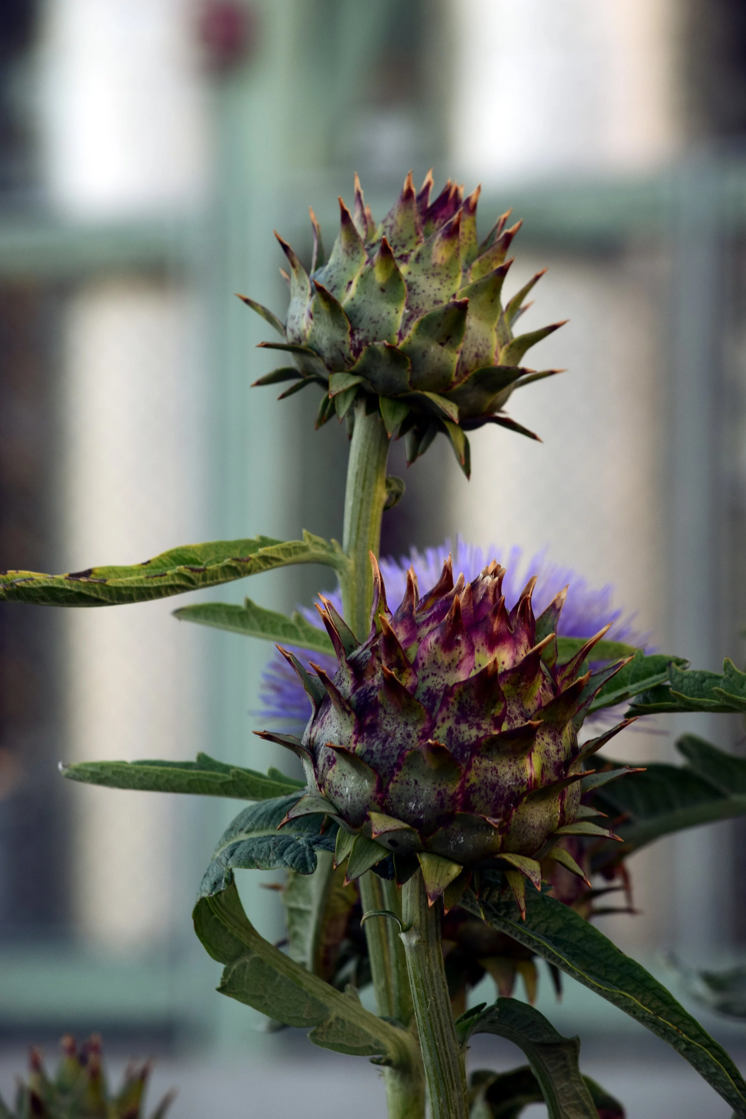 SA Cynara cardunculus.jpg