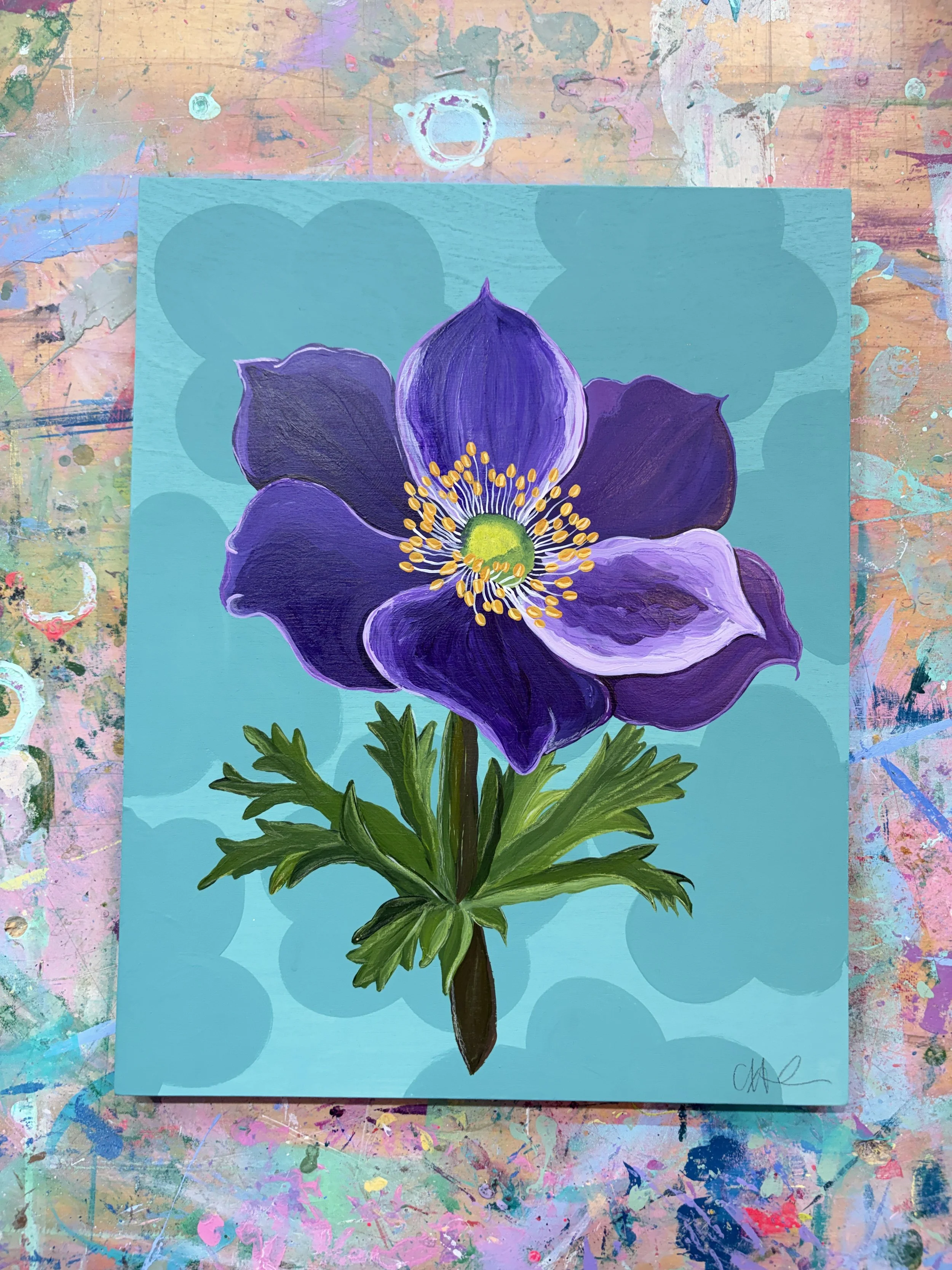 Drama Queen - Anemone