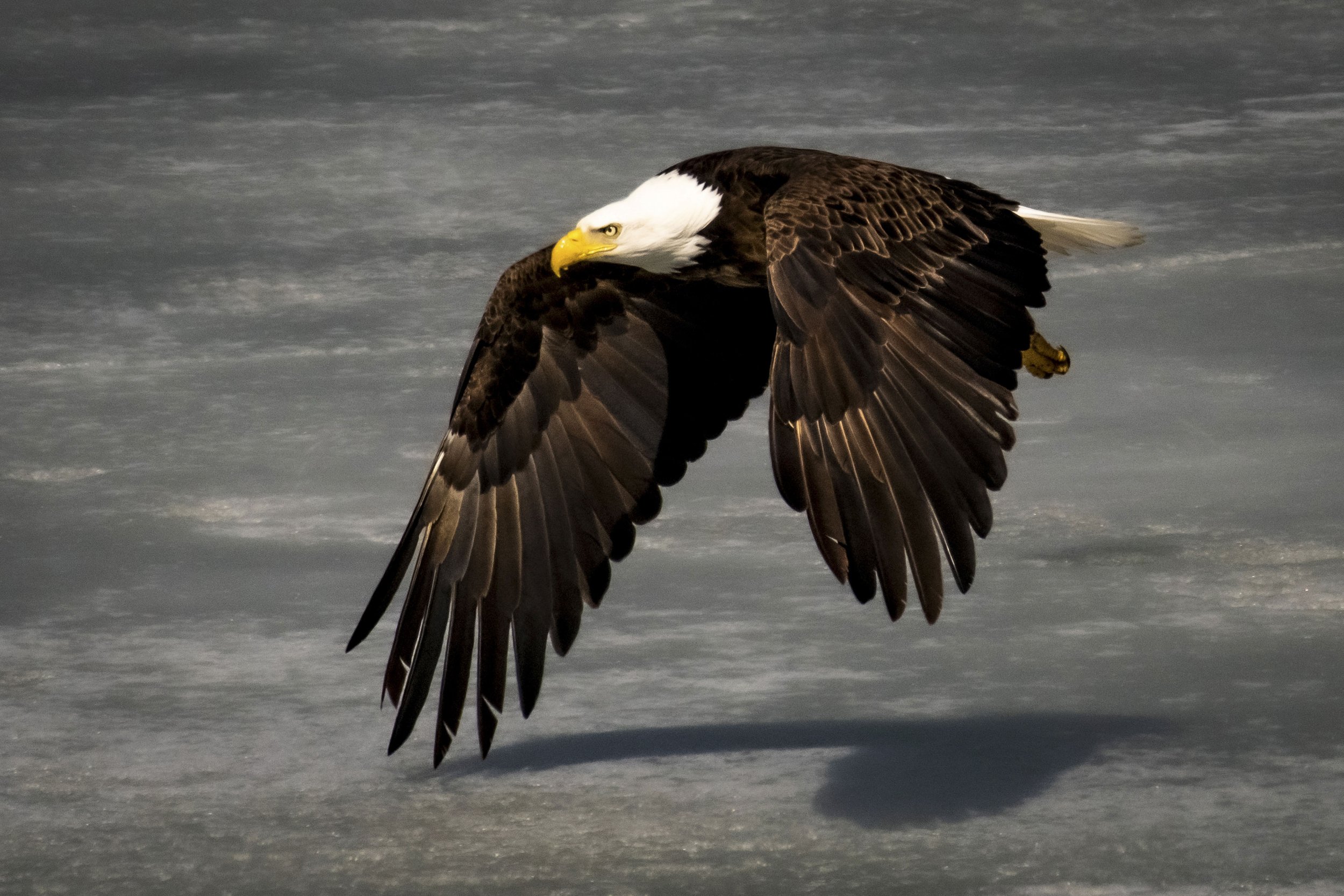 Winter Eagle by PJM Image