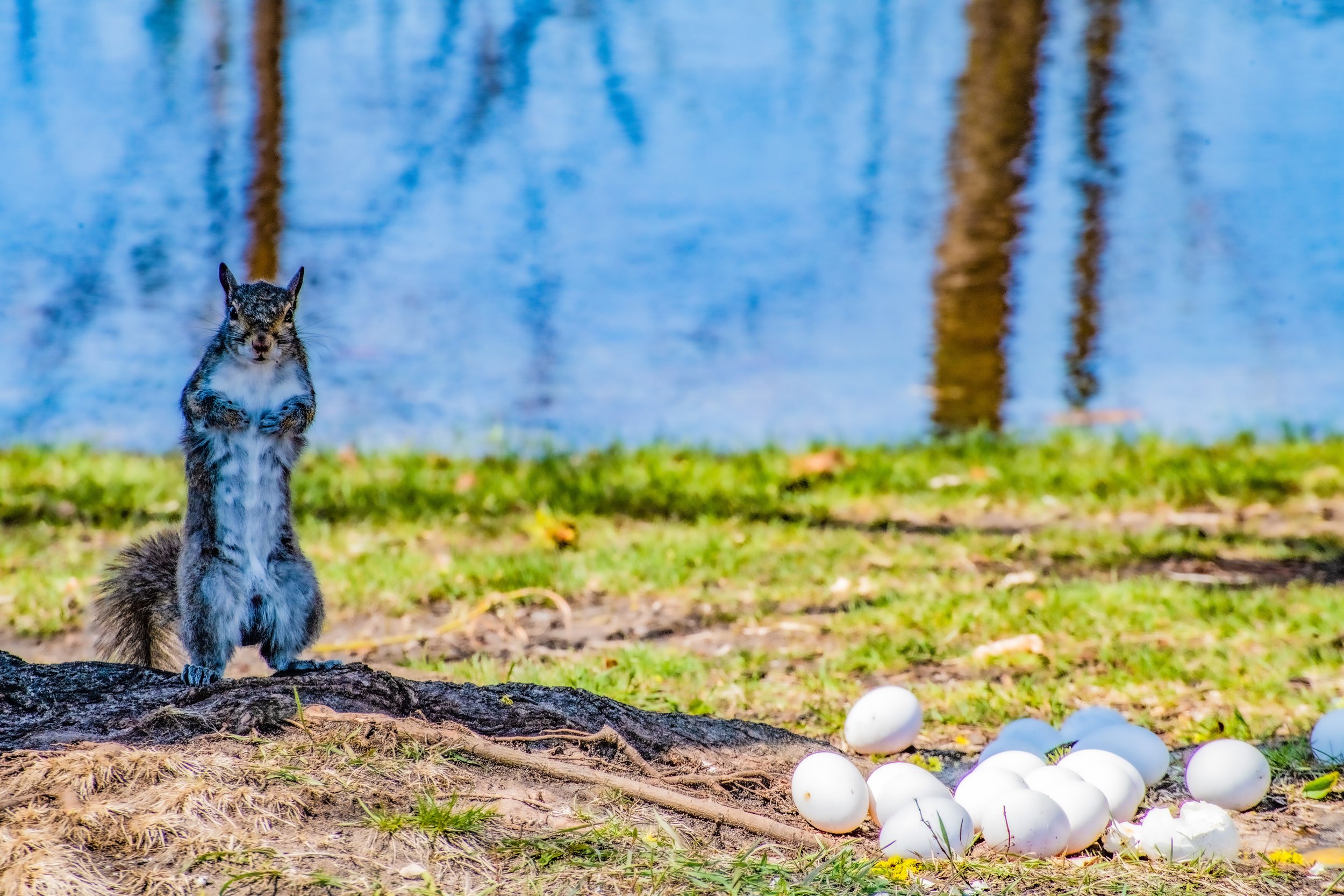 Squirrel by PJM Image