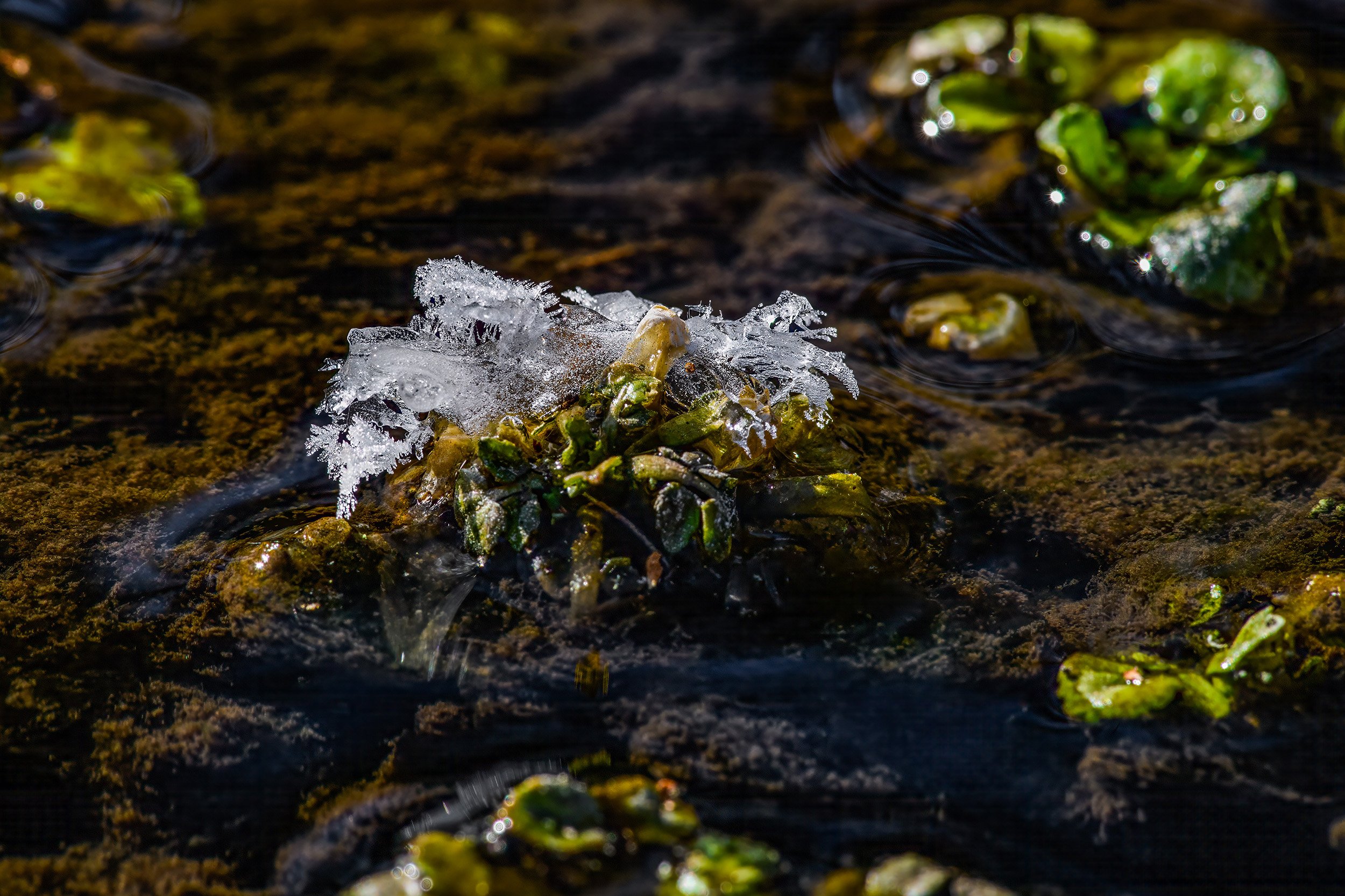 Frost by PJM Image