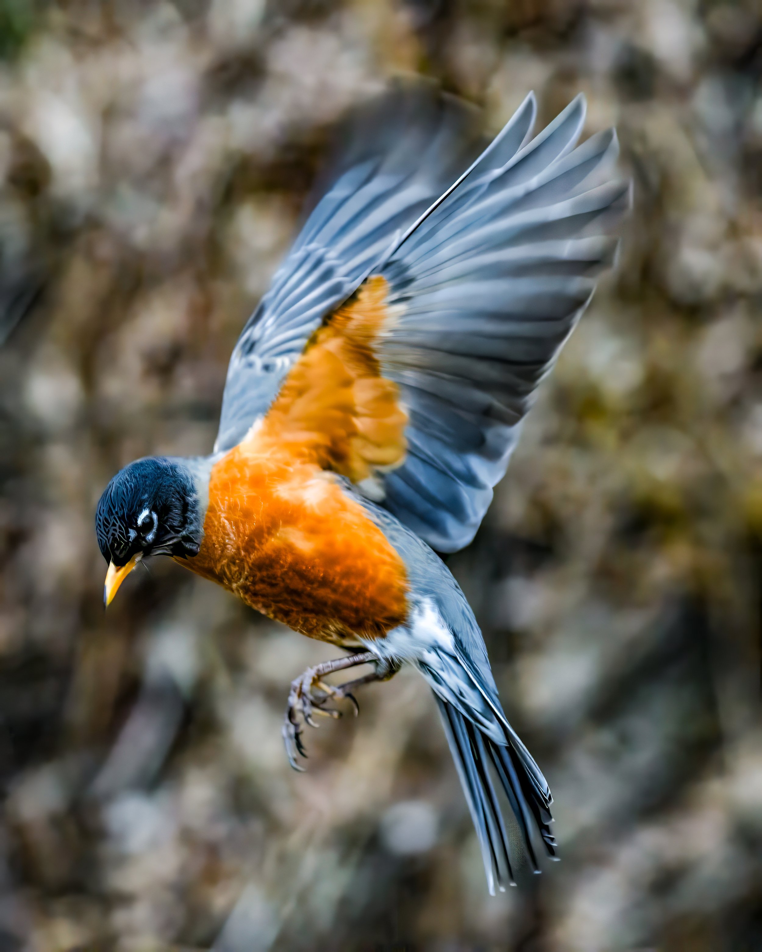 Flight by PJM Image