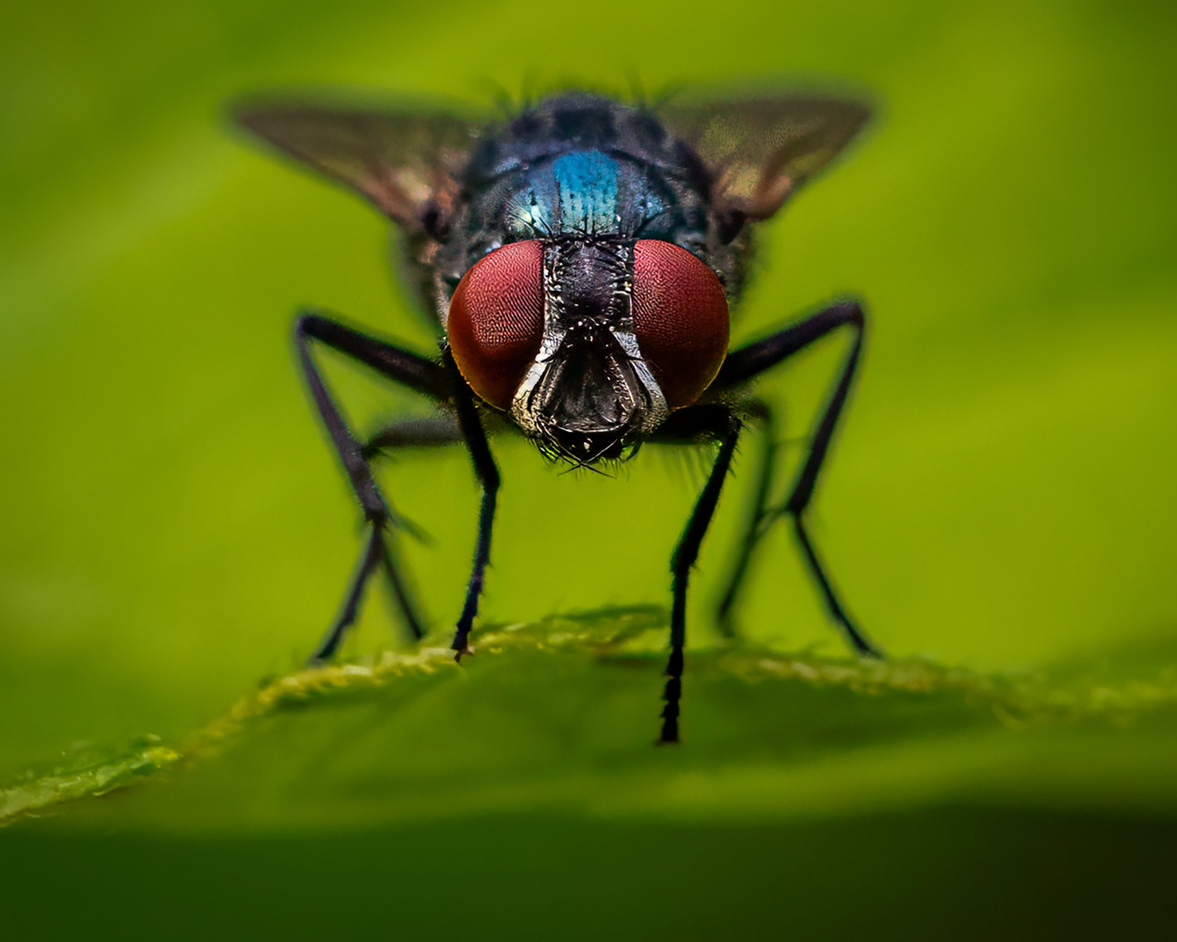 Fly by PJM Image