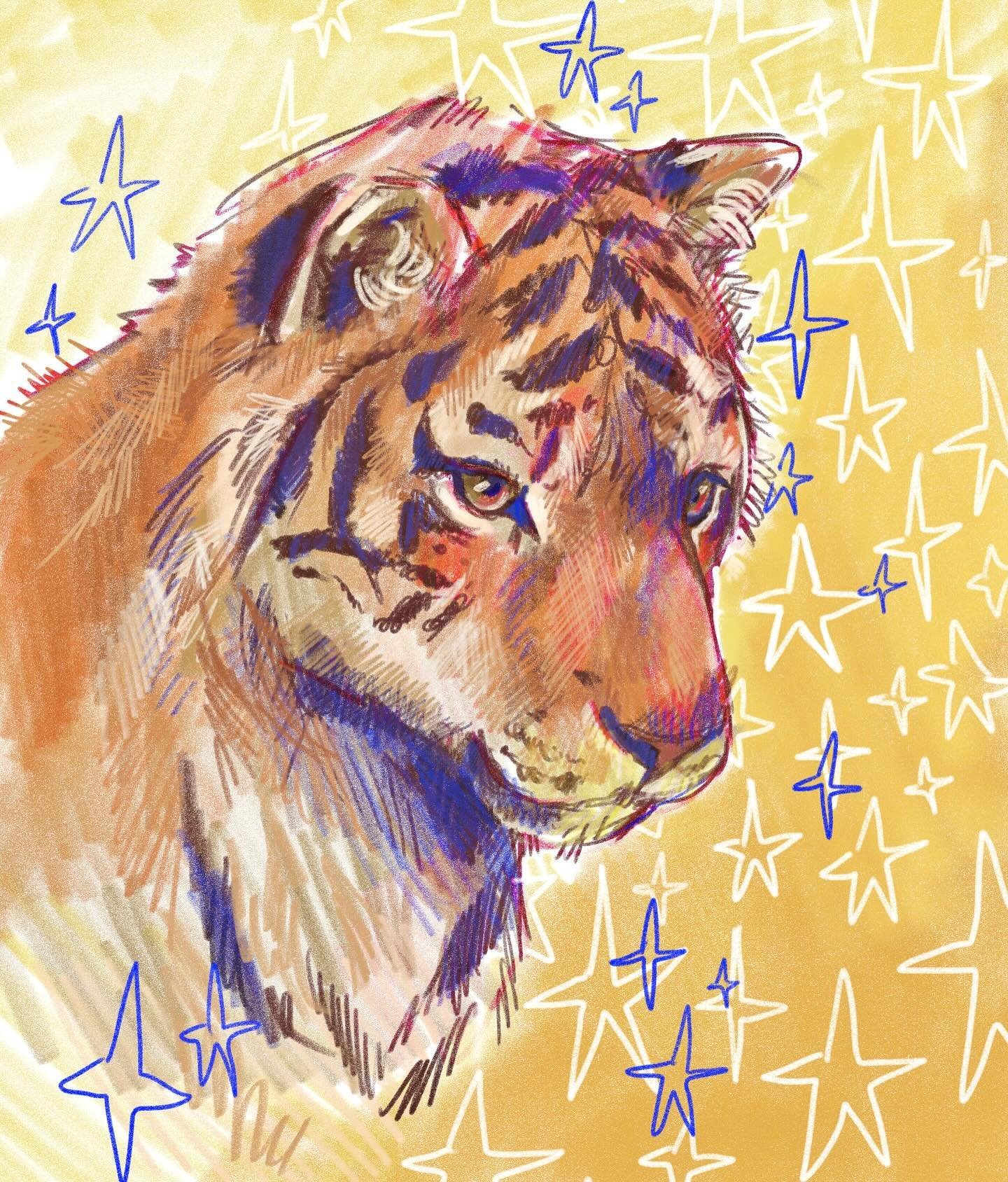 Went to the zoo and saw a tiger yesterday 🐯they&rsquo;re definitely one of my favorite ever animals