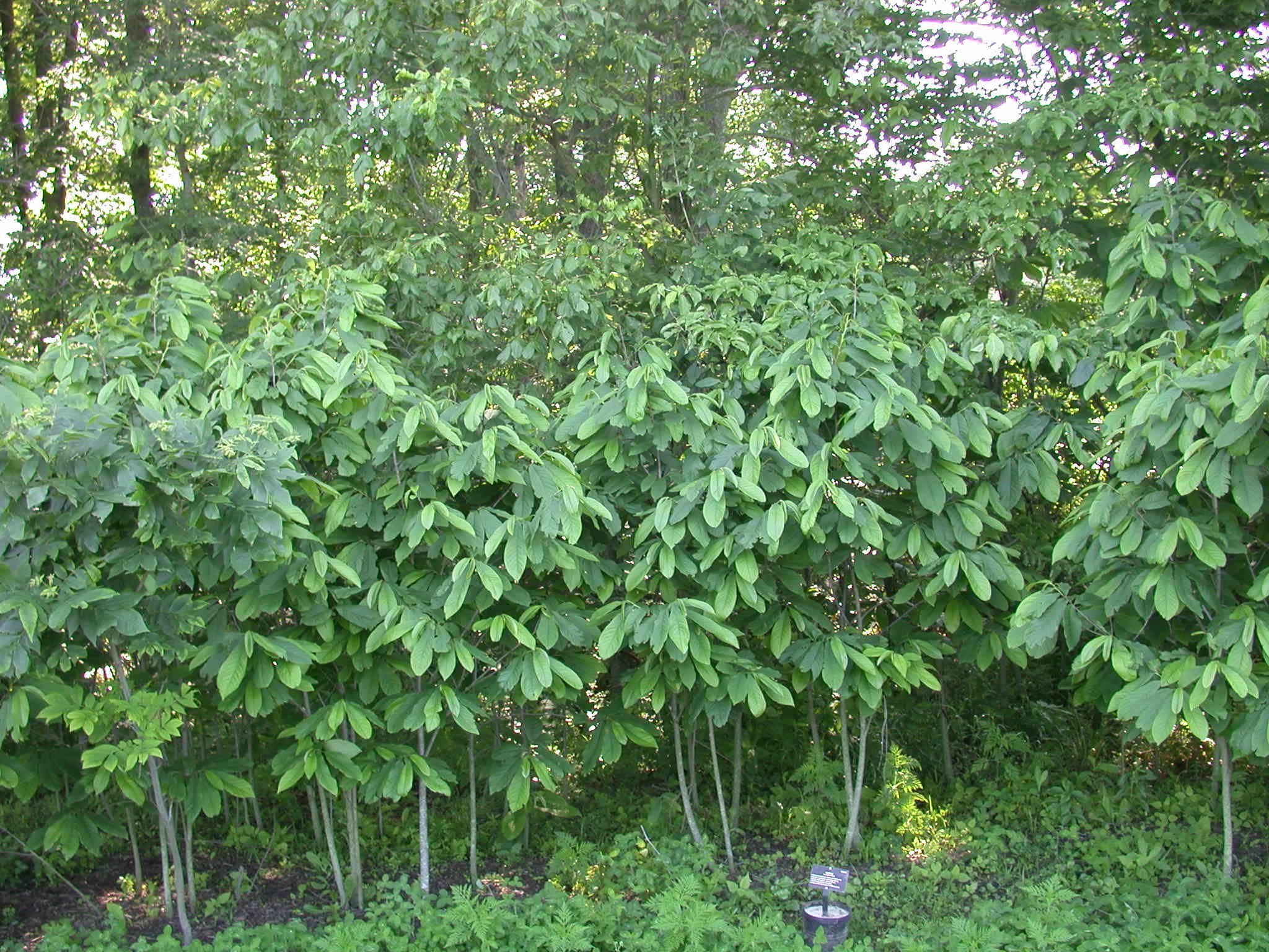 PawPawTrees.jpg