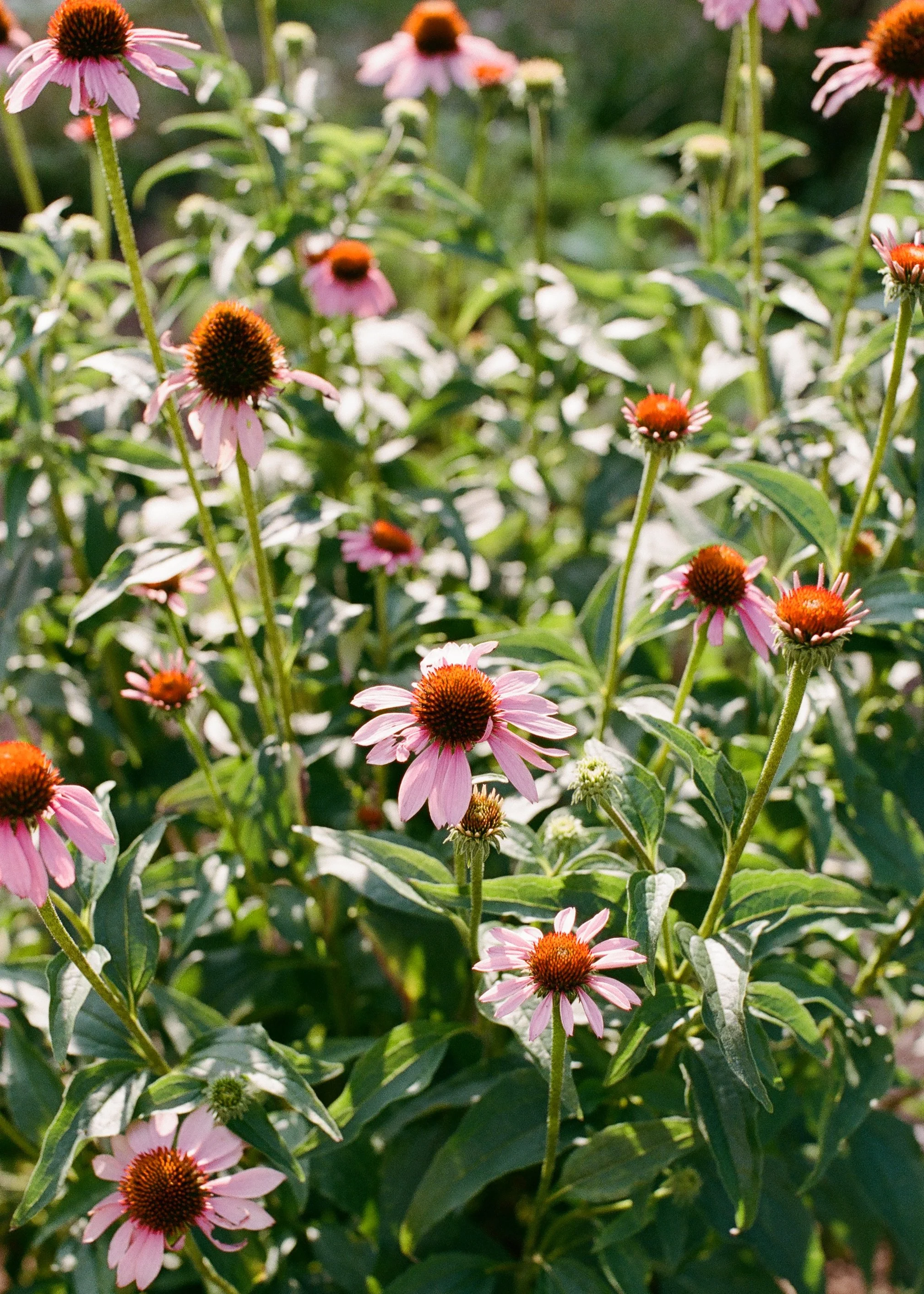 Nursery_20241106_9.jpg