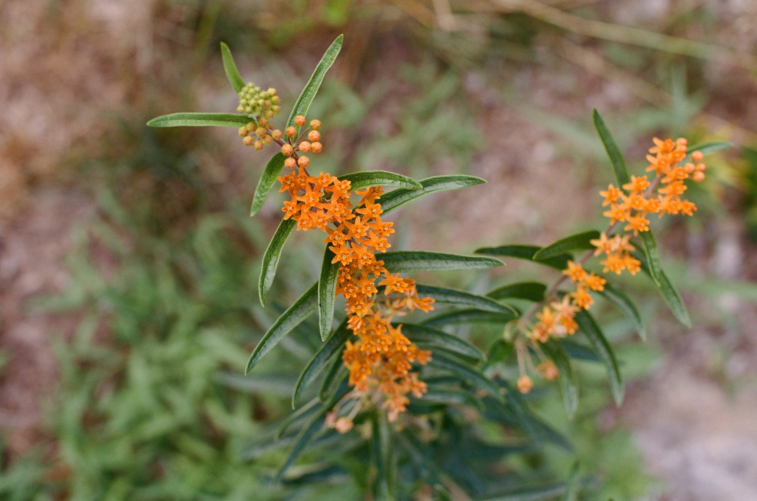 Nursery_20241106_11.jpg