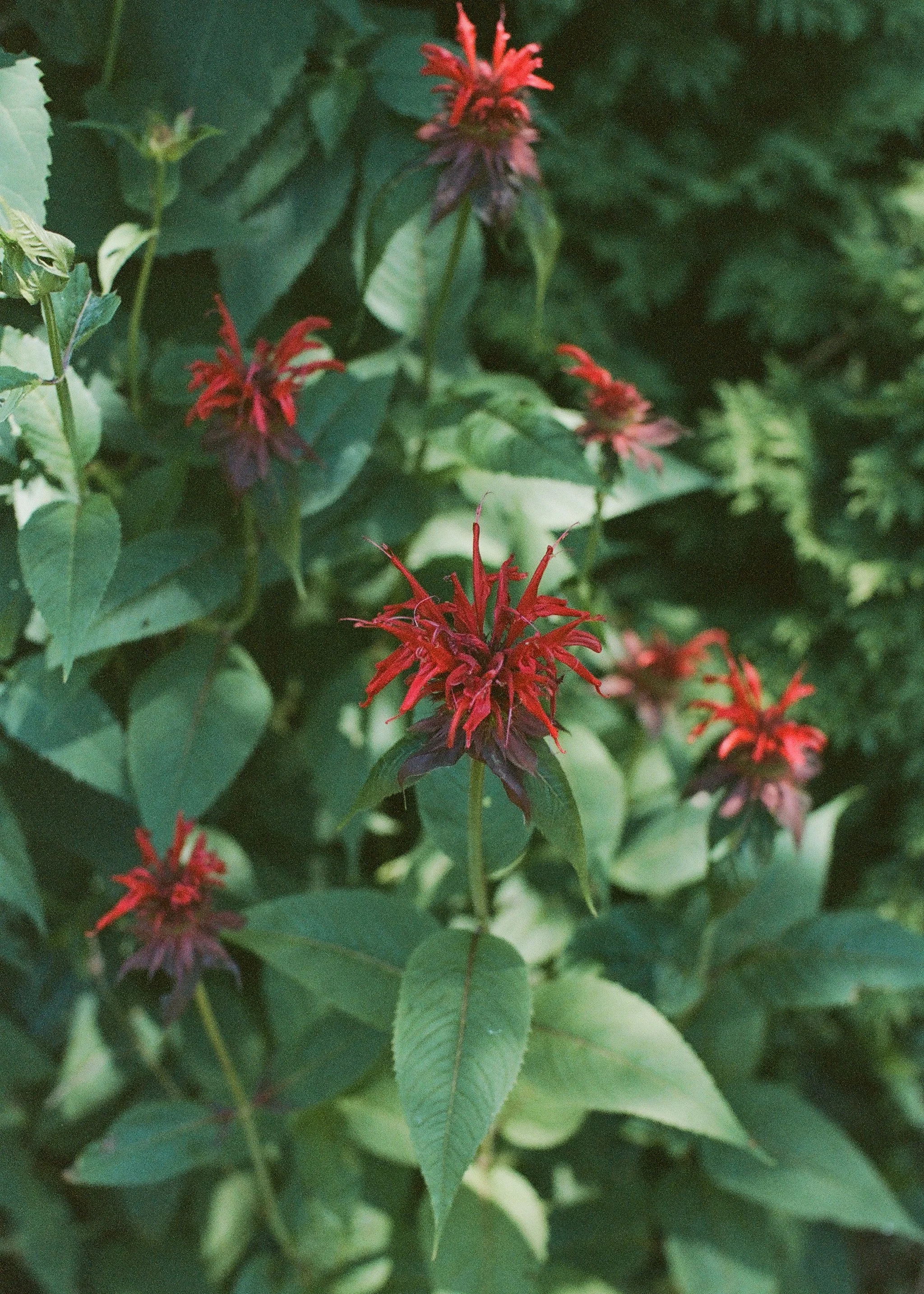 NurseryFilm_20240716_5.jpg