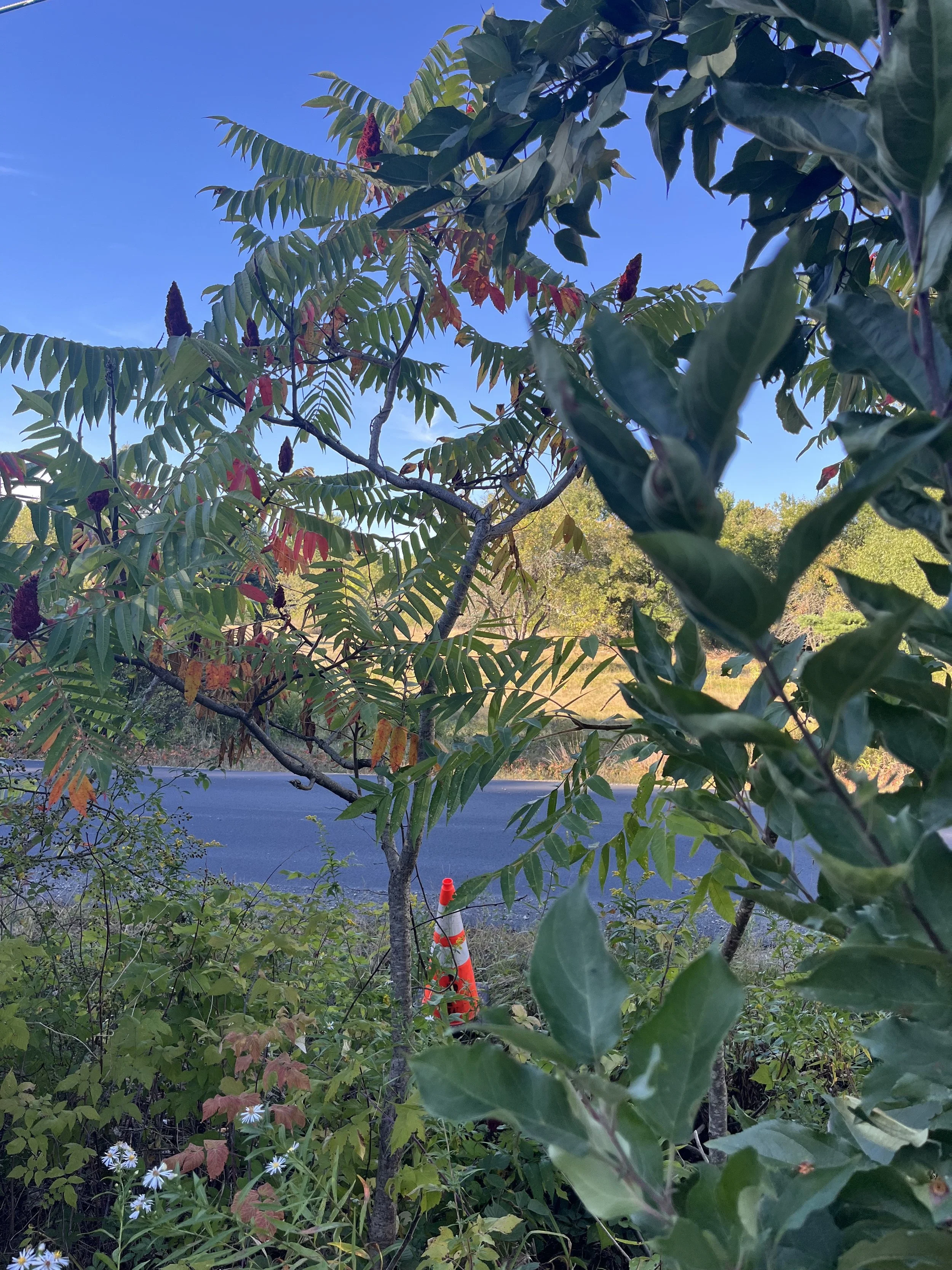 IMG_5984.jpeg