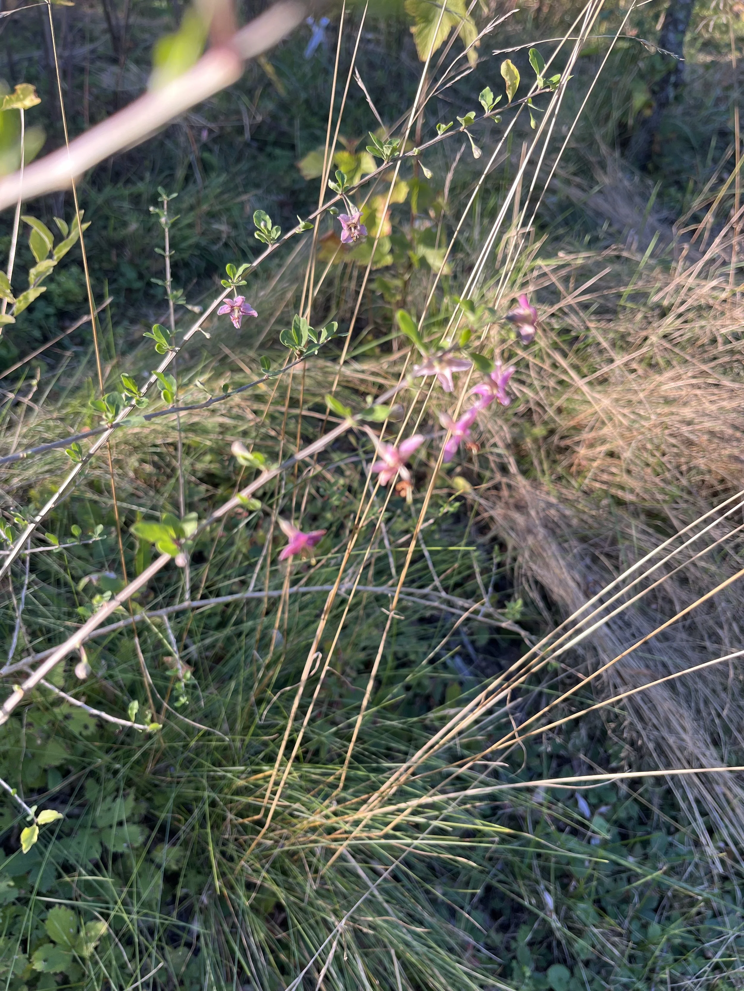IMG_5985.jpeg