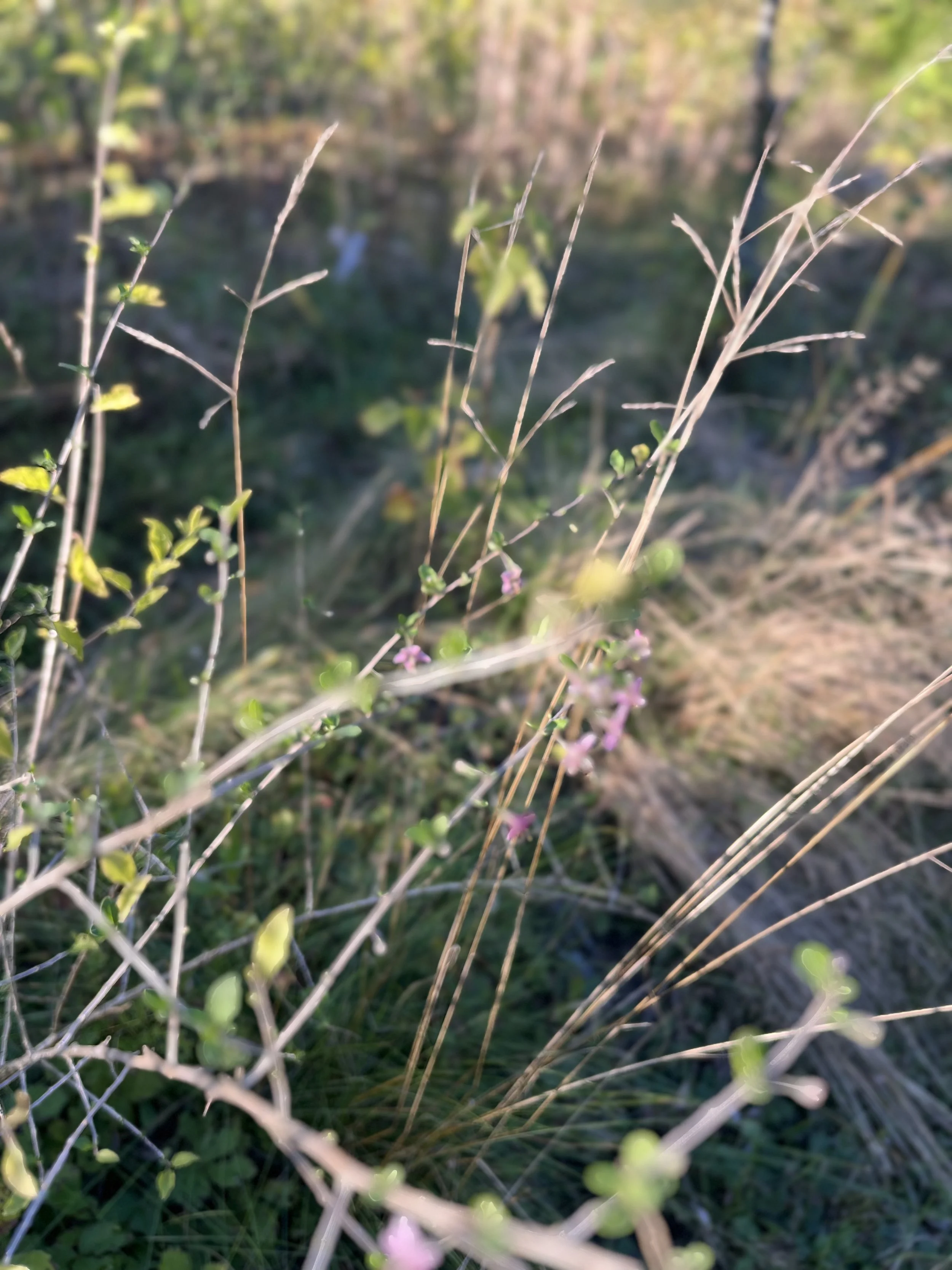 IMG_5988.jpeg