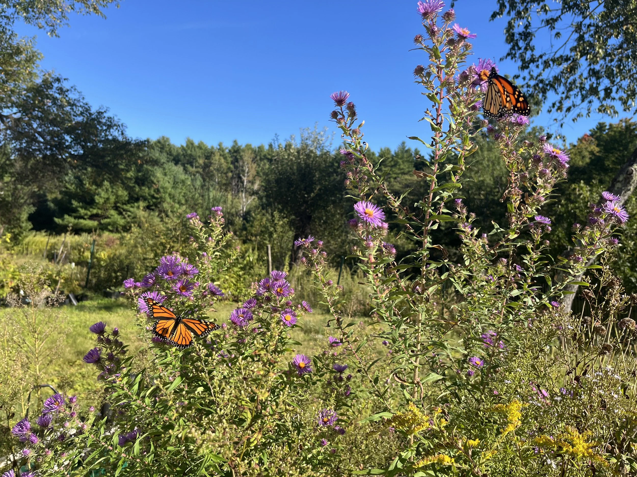 IMG_5966.jpeg