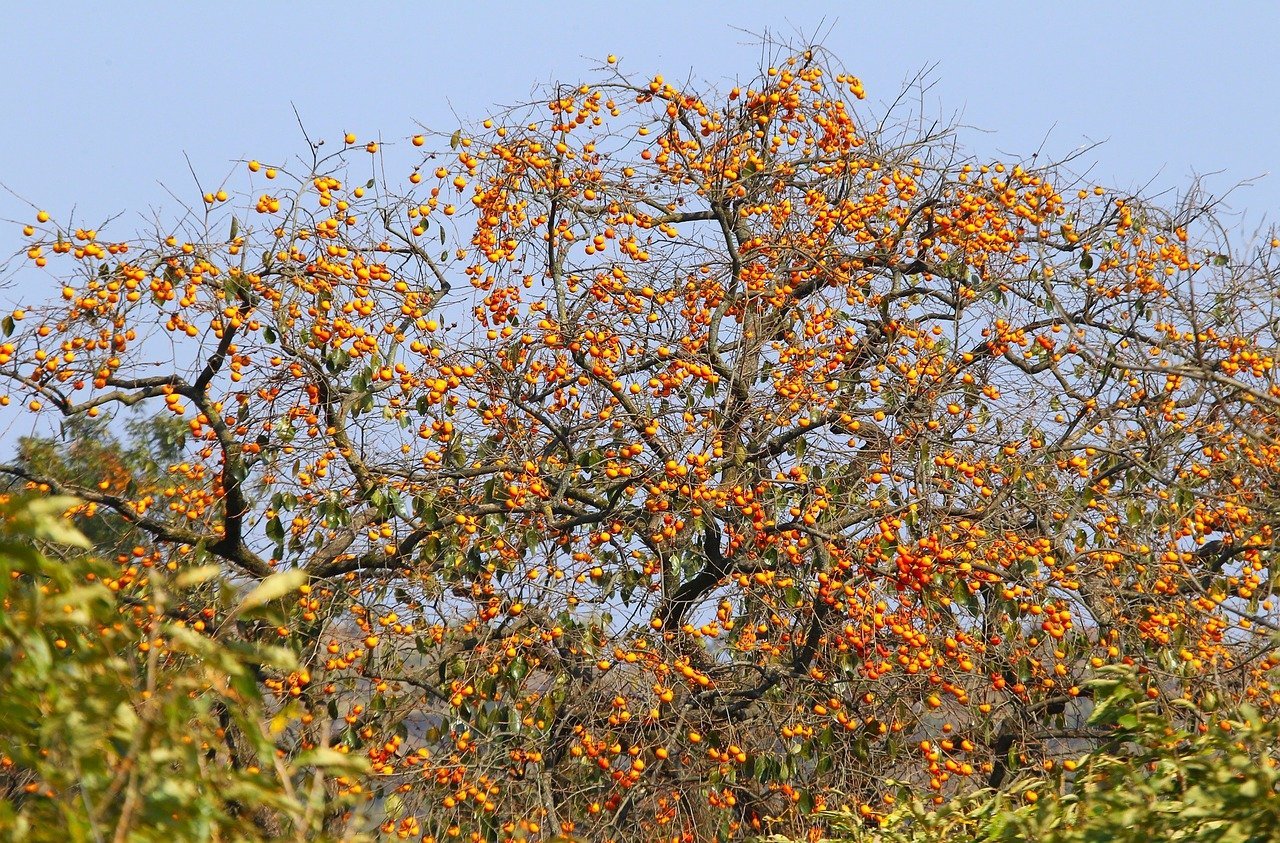 persimmon-tree.jpg