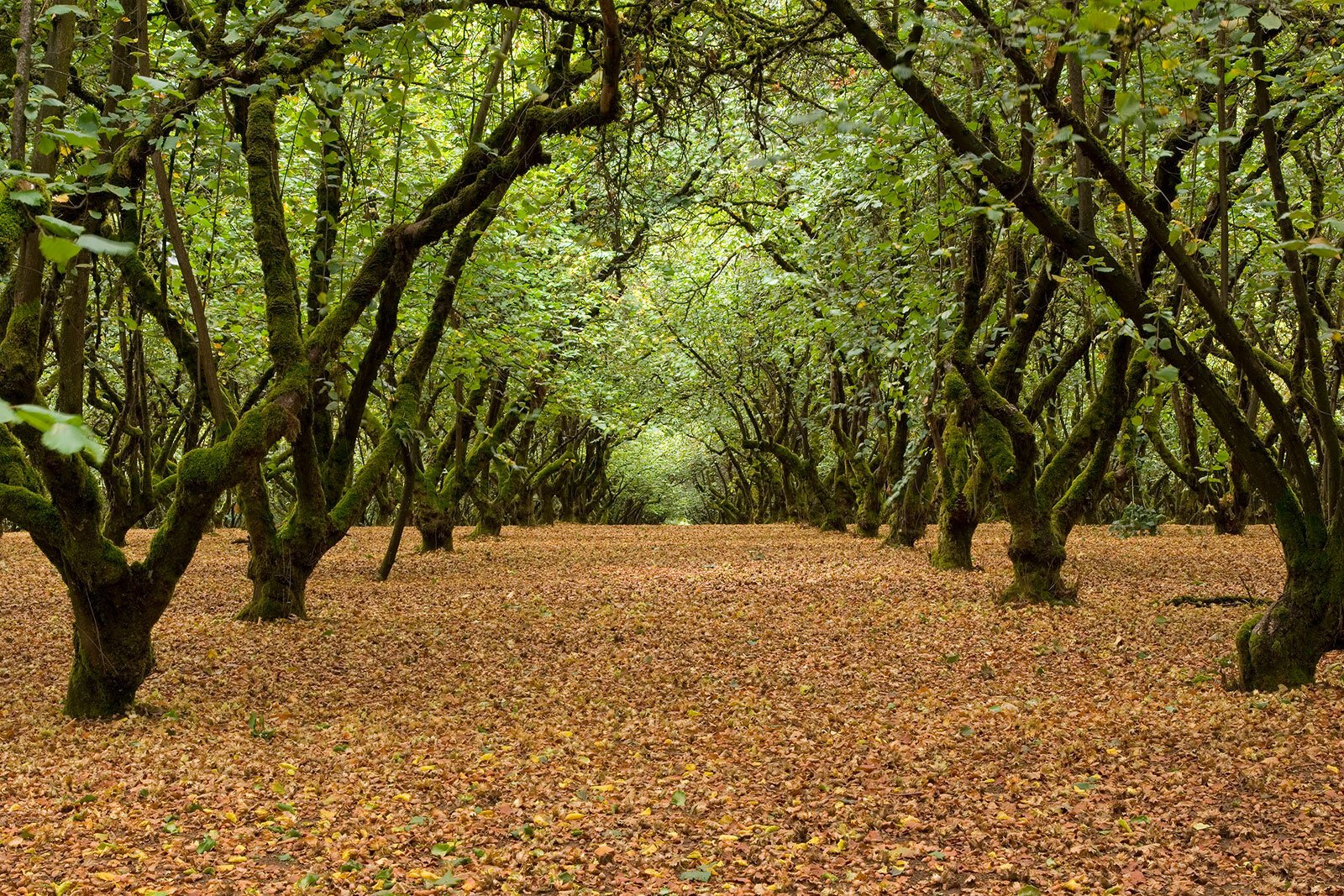 europe+hazelnut+orchard+mossy+shade+forest+garden+filbert+farm.jpeg