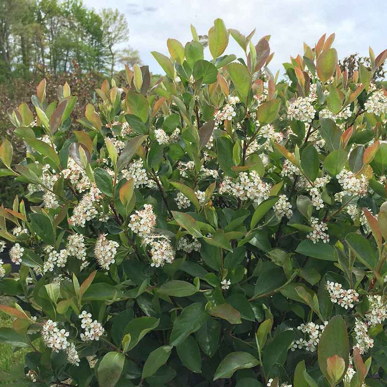 ae67e2c7web-horsford-aronia-melanocarpa-low-scape-hedger__60142.jpg
