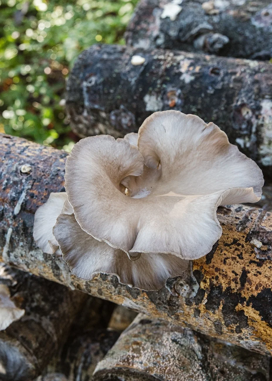 MushroomLogs_20231009_4_SMALL.jpg