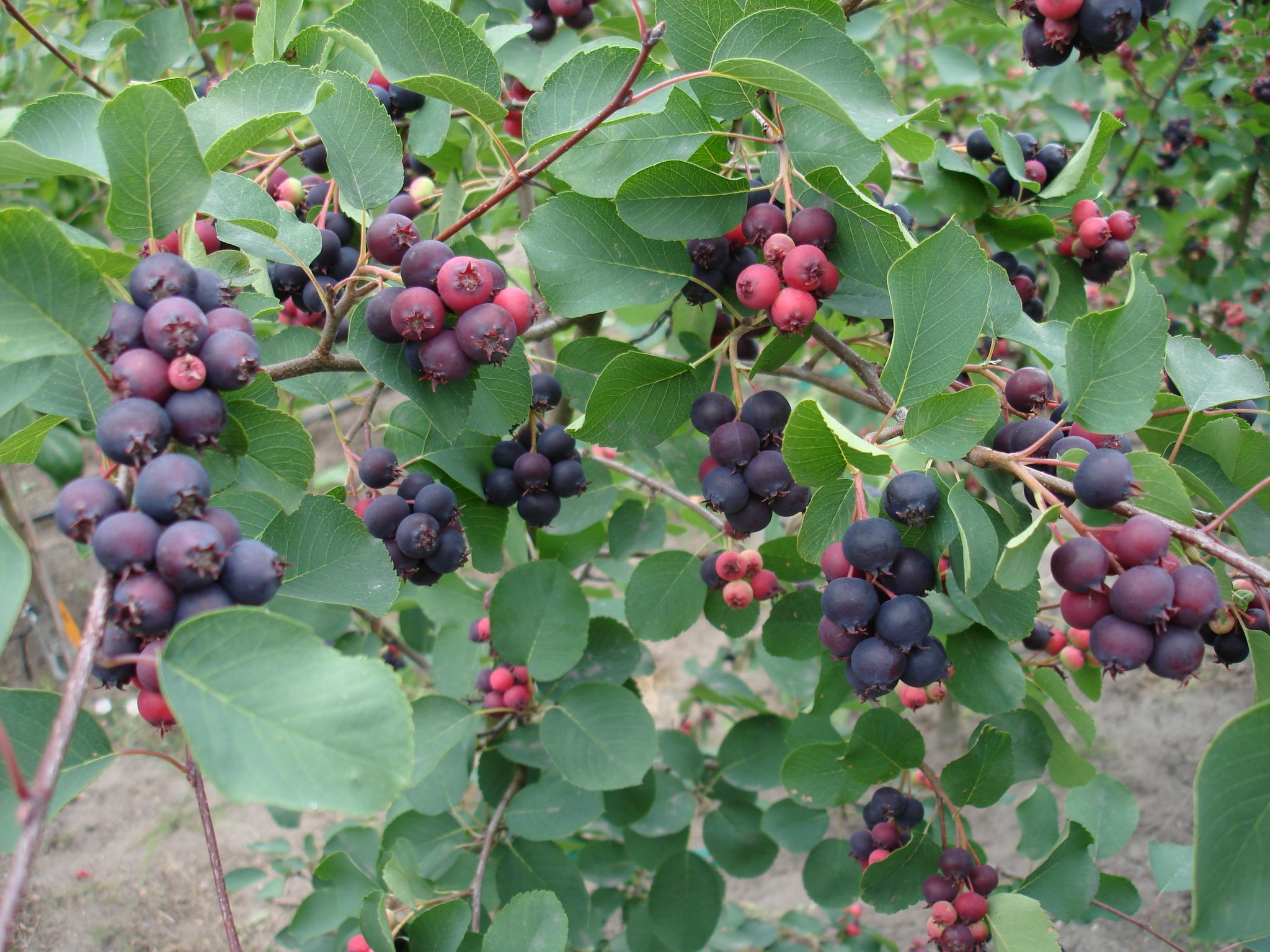 amelanchier-alnifolia-Forestburg-owoce06698.jpeg