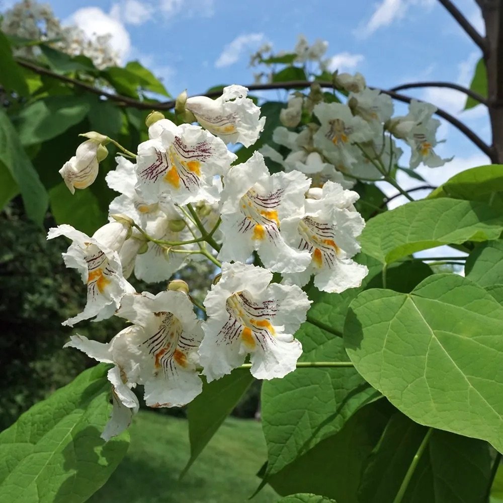 catalpa-speciosa-FLK.jpeg
