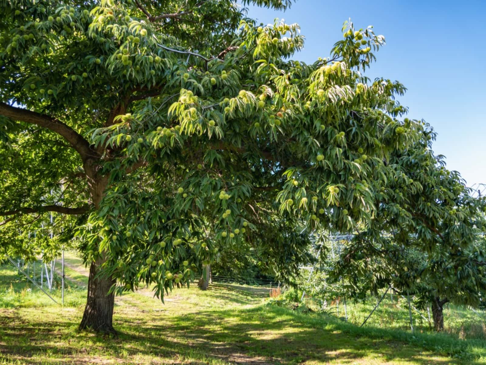 Hello-Hello-Plants-Castanea-Chestnut-Emerald-Gem-Castanea-sativa-2.jpg
