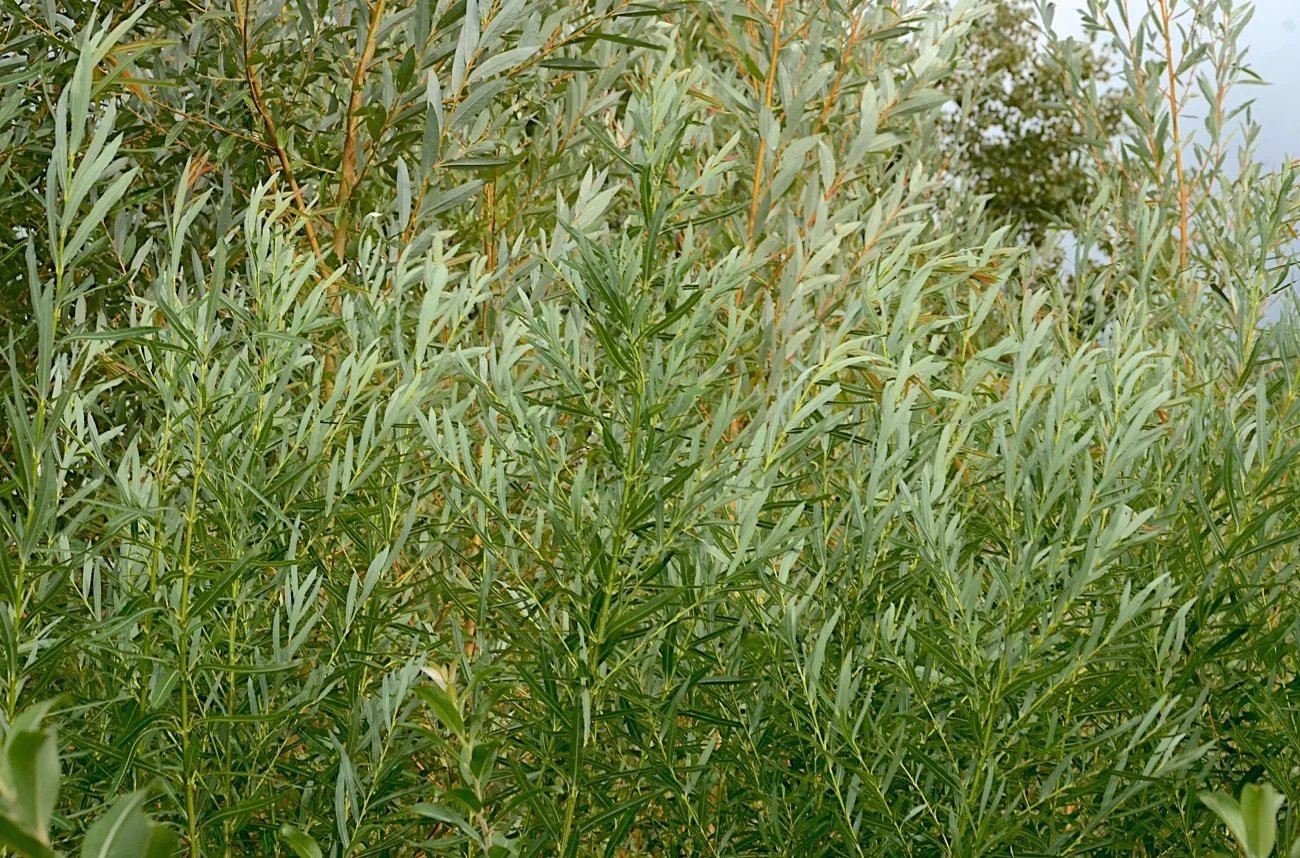 KORRU-leaf-underflashing.jpeg