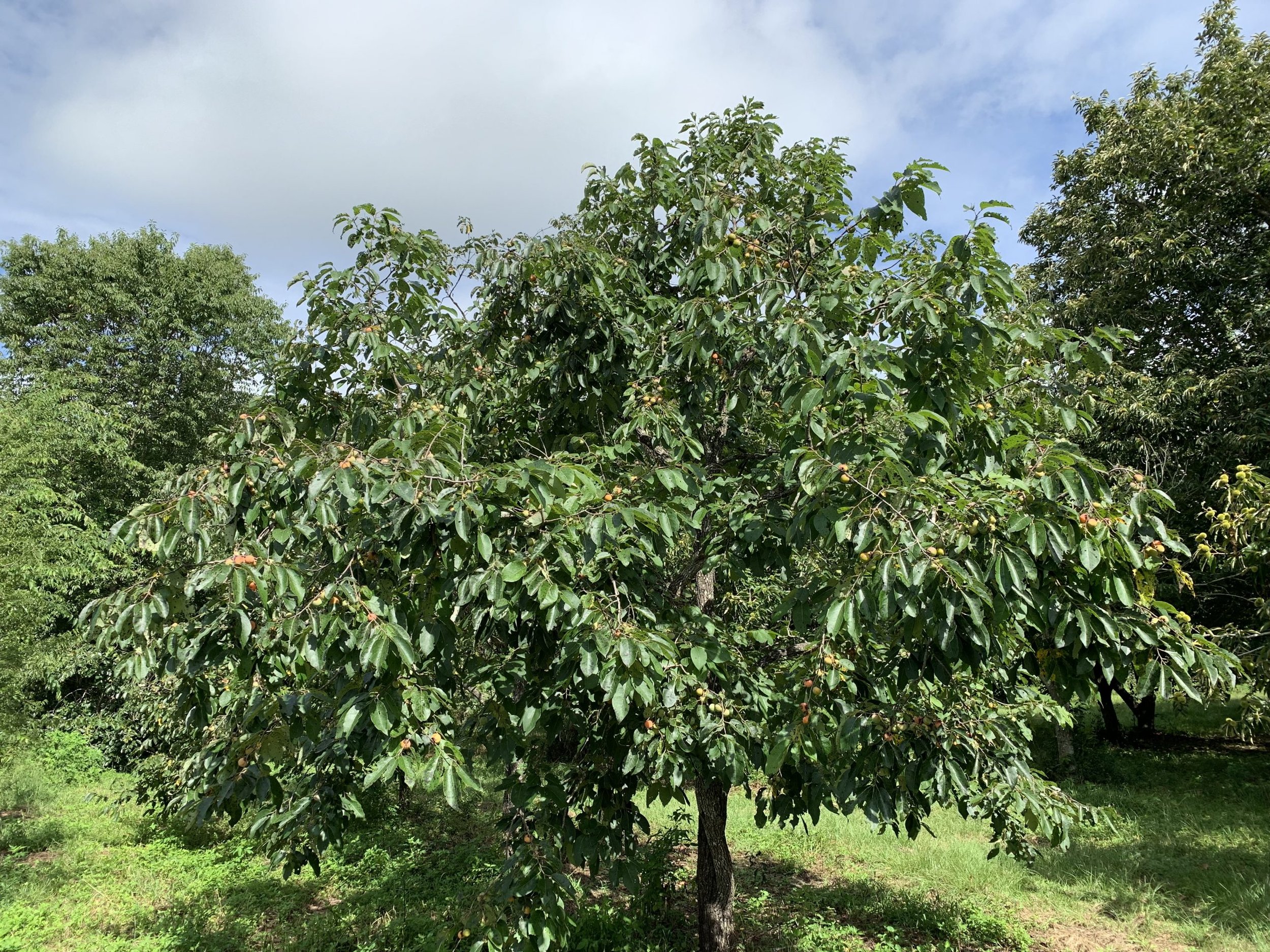 American-Persimmon4.jpeg